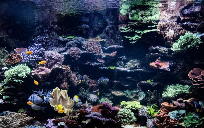 Aquarienwelt im Dählhölzli