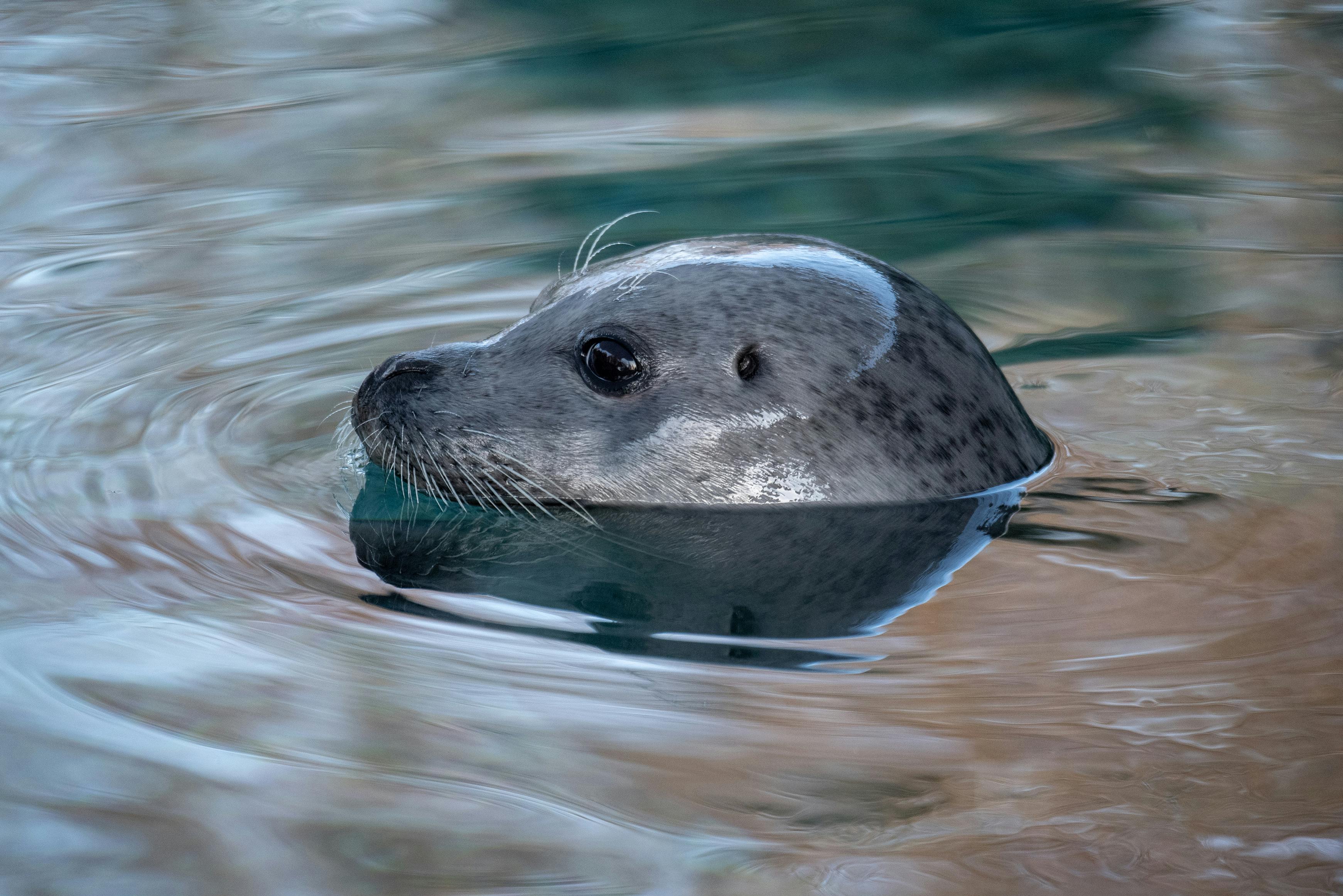 Die Seehunde im Dählhölzli