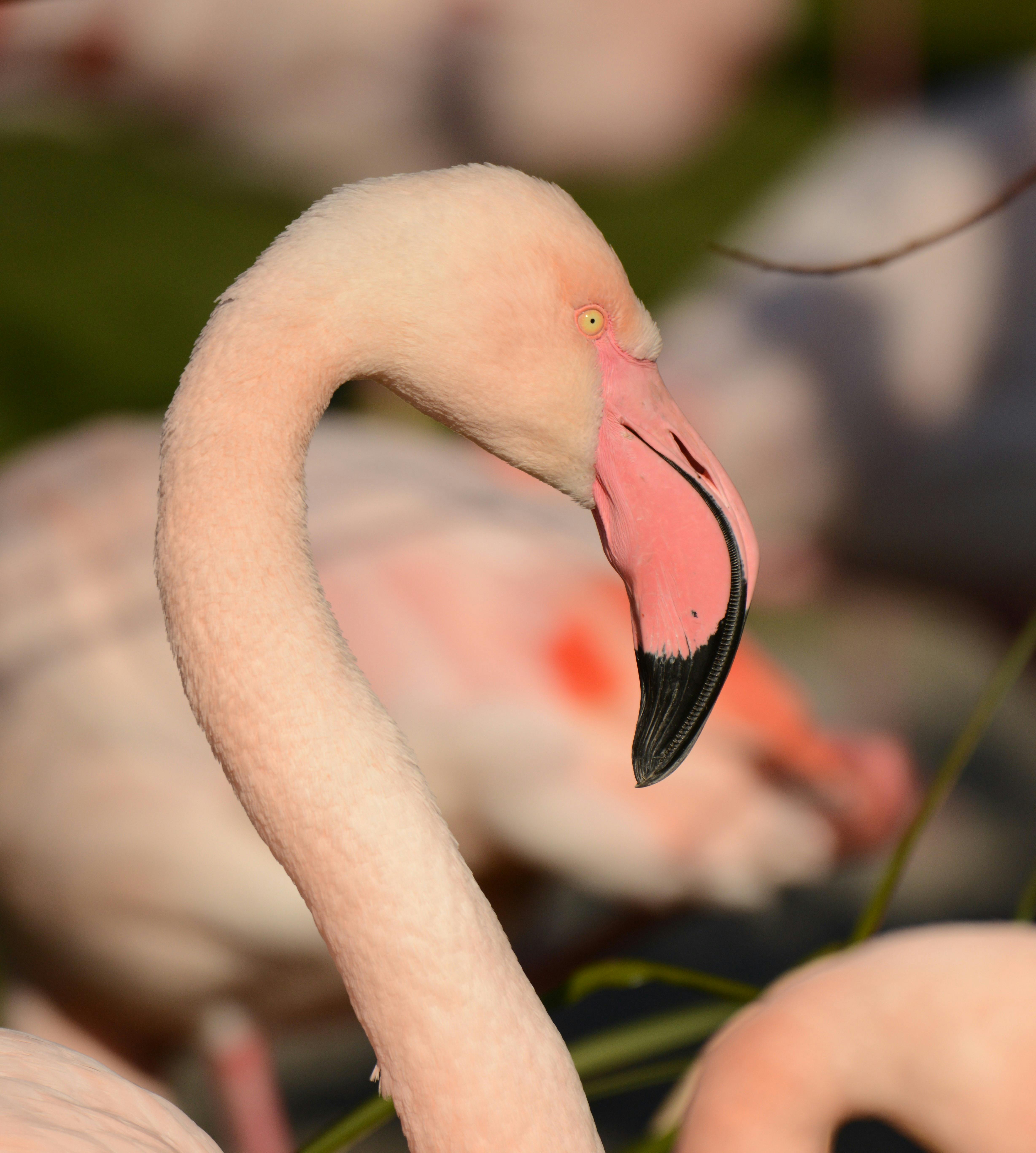 Tatort Tier: Flamingos