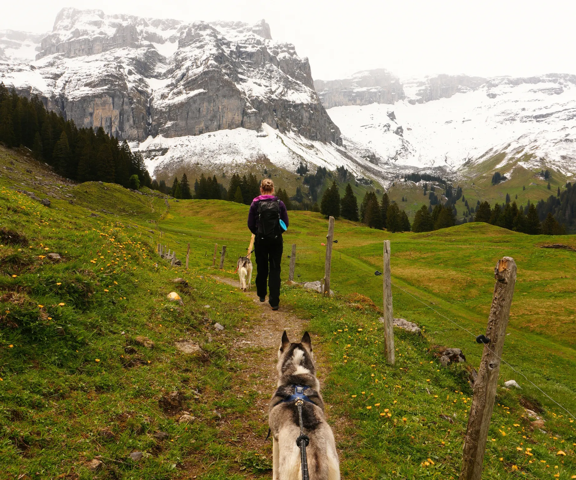 Husky-Trekking