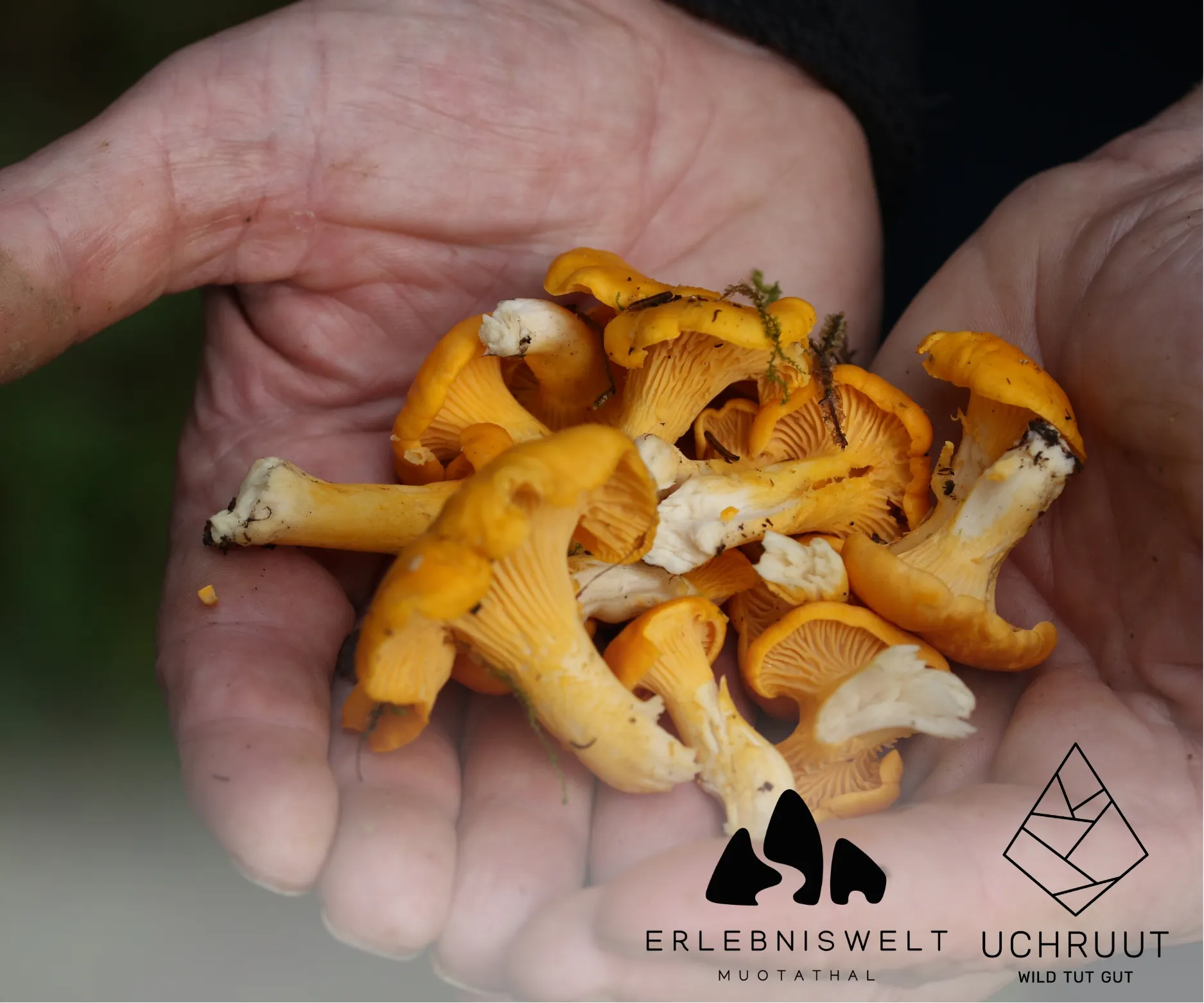 Pilz-Exkursion