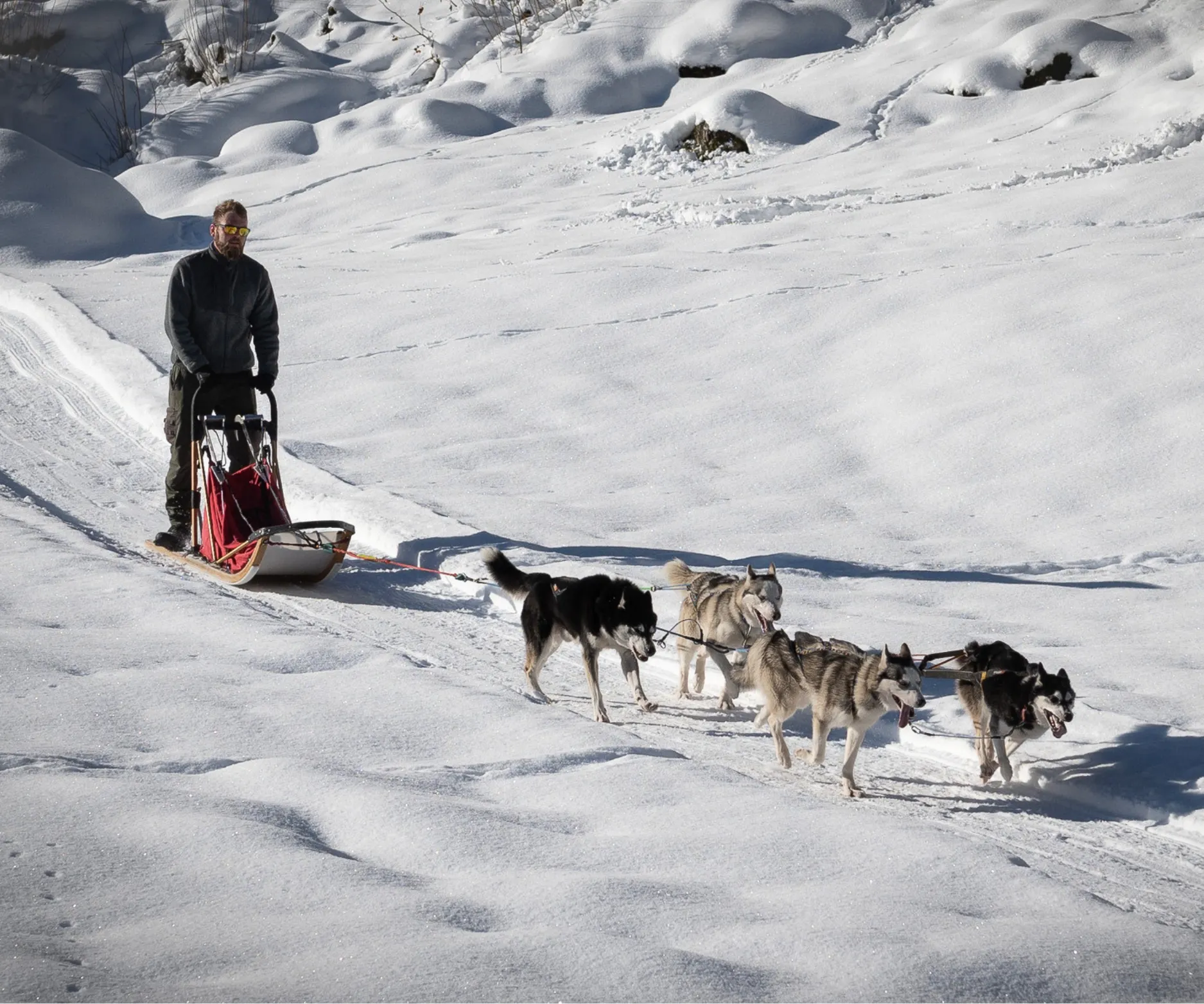 Schlittenhunde-Parcours