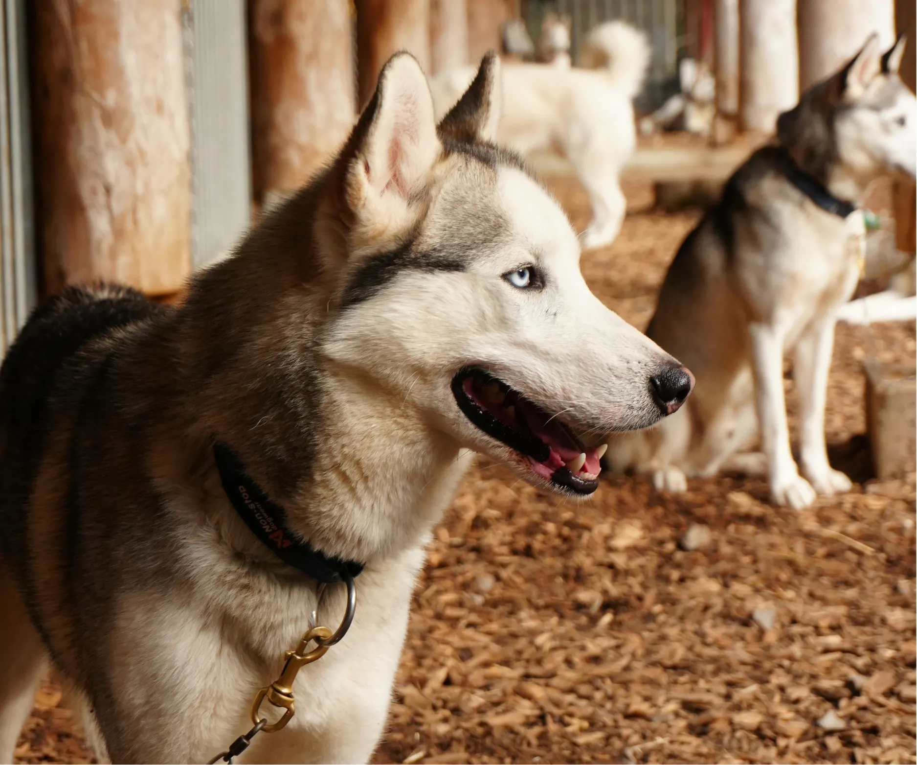 Husky-Trekking