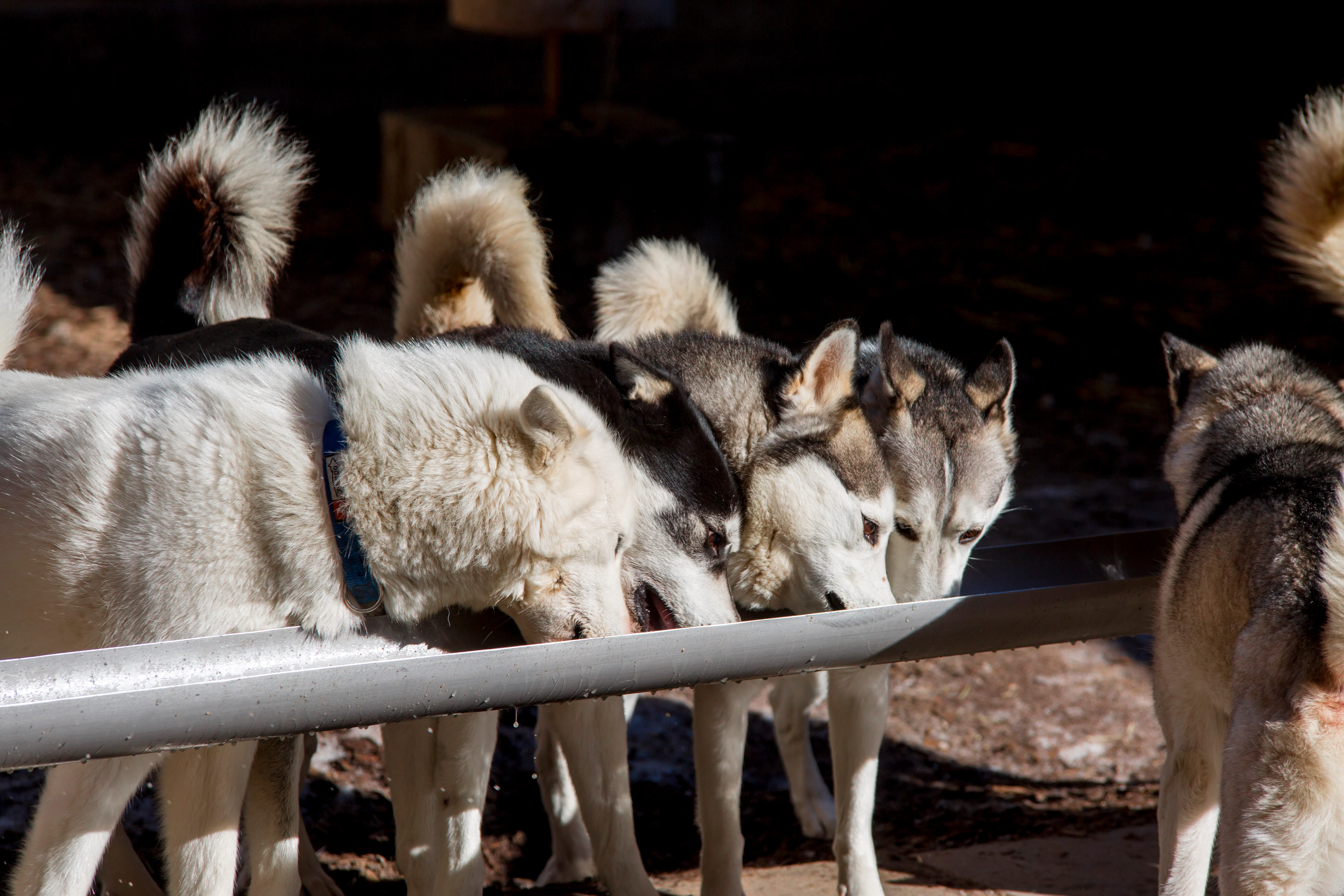 Husky-Fütterung / Husky-Wässerung