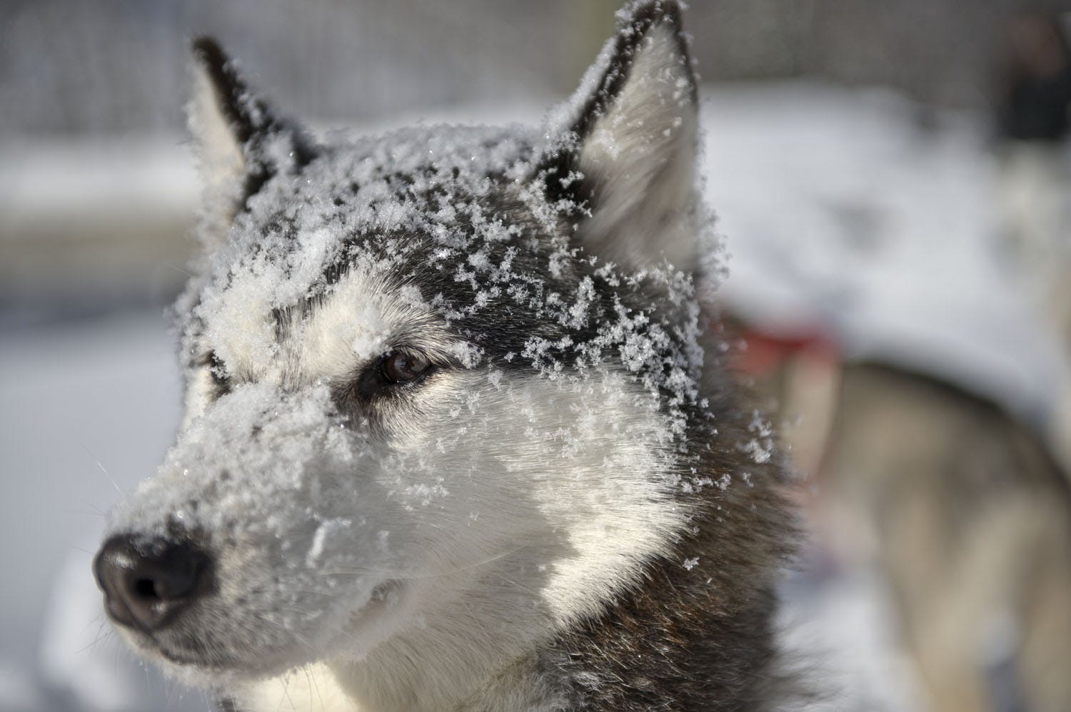 Tagestrip mit Huskies