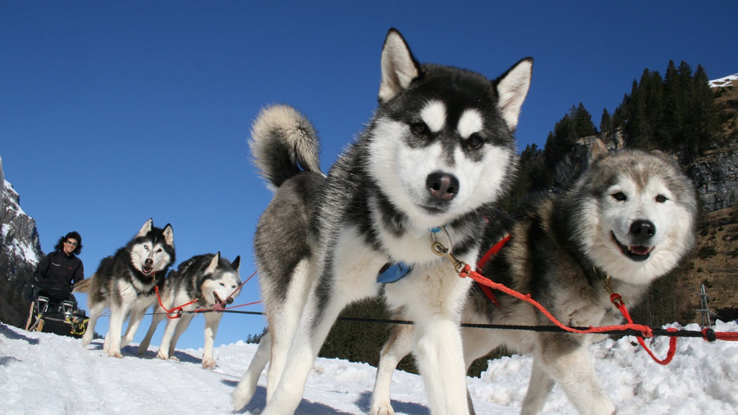 Schlittenhunde-Parcours