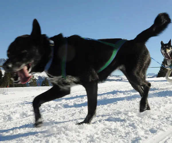 Husky-Halbtagestour mit Workshop