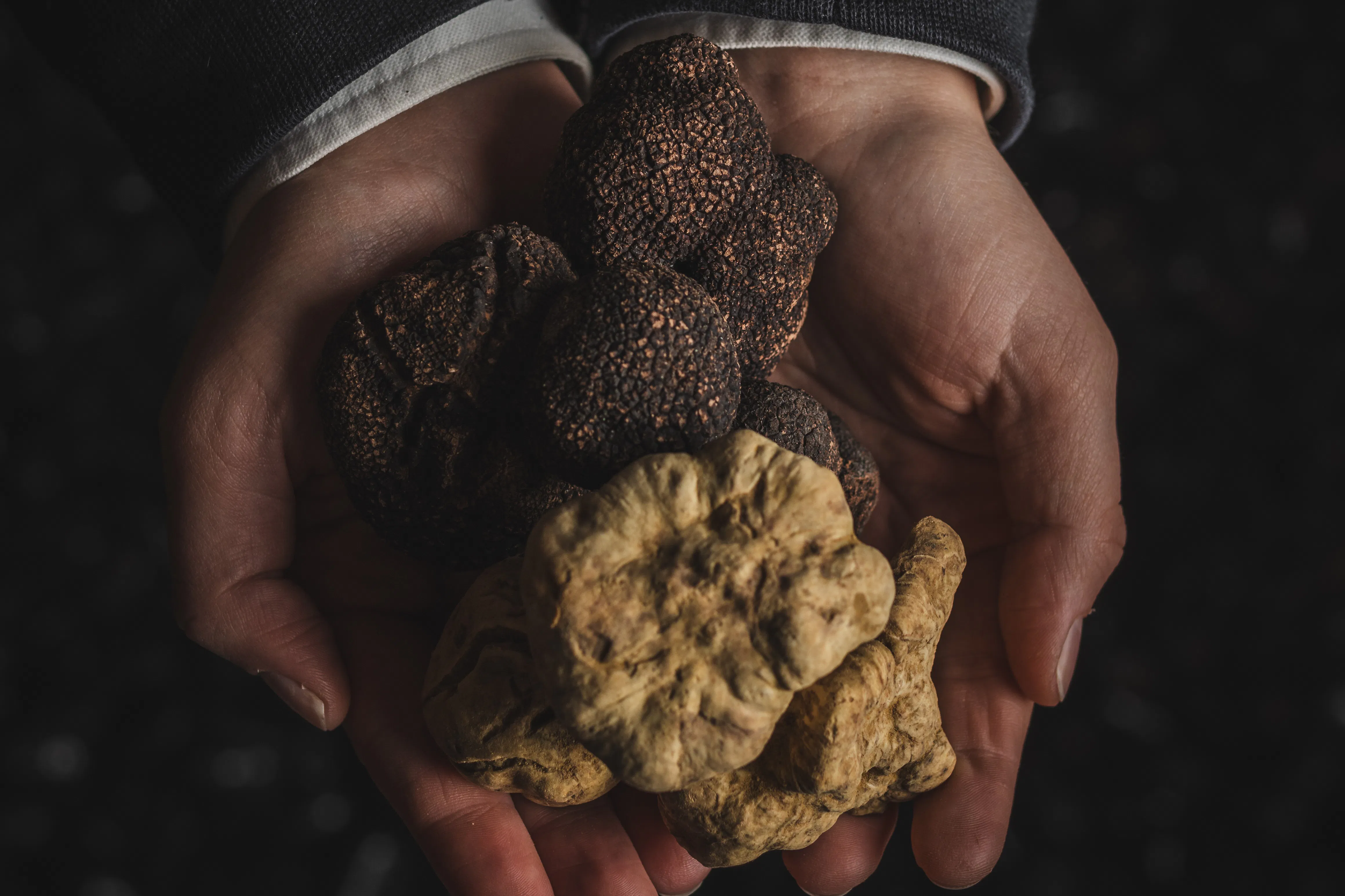 Truffle Dinner at taku