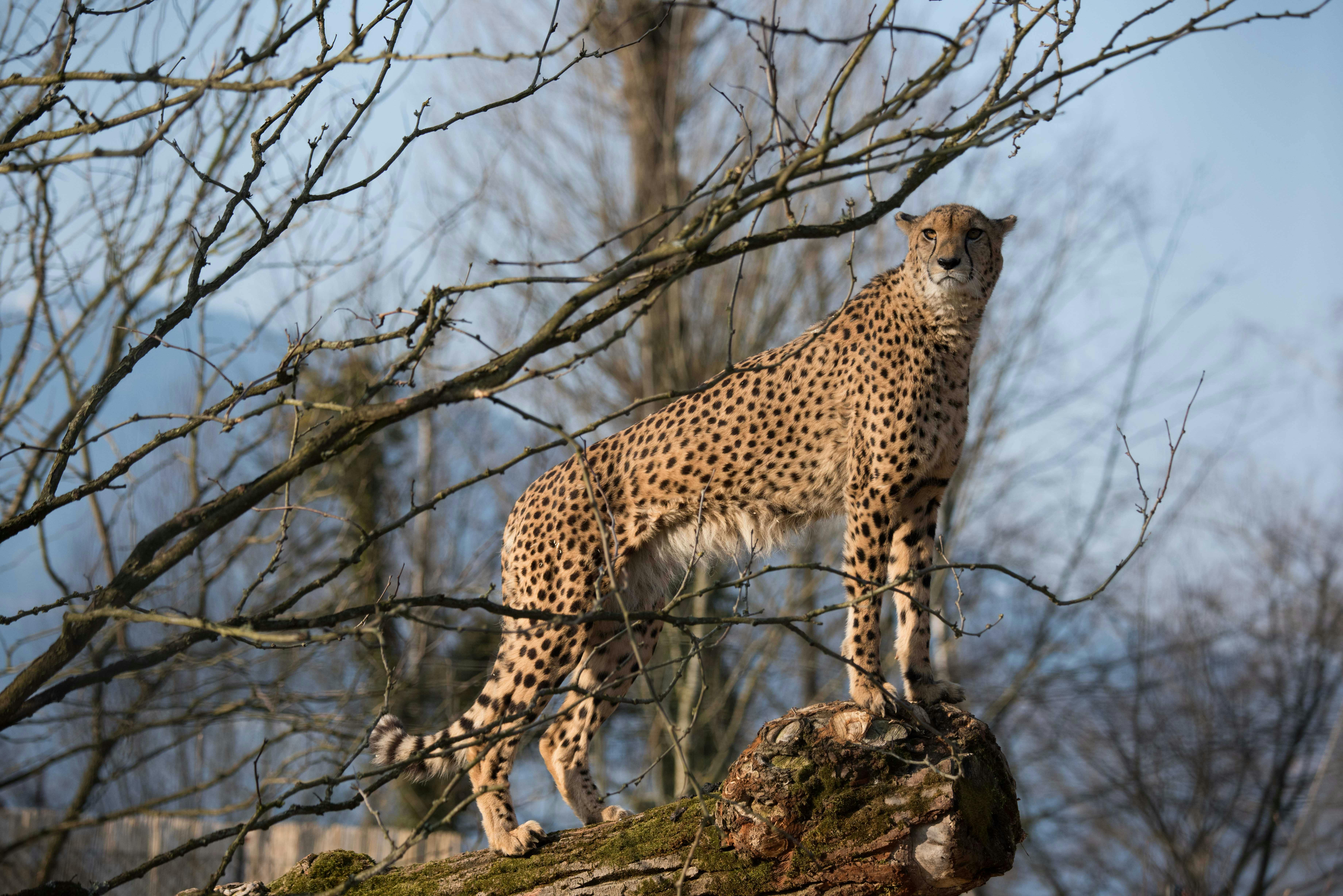 Gepunktetes Gepard-Meeting