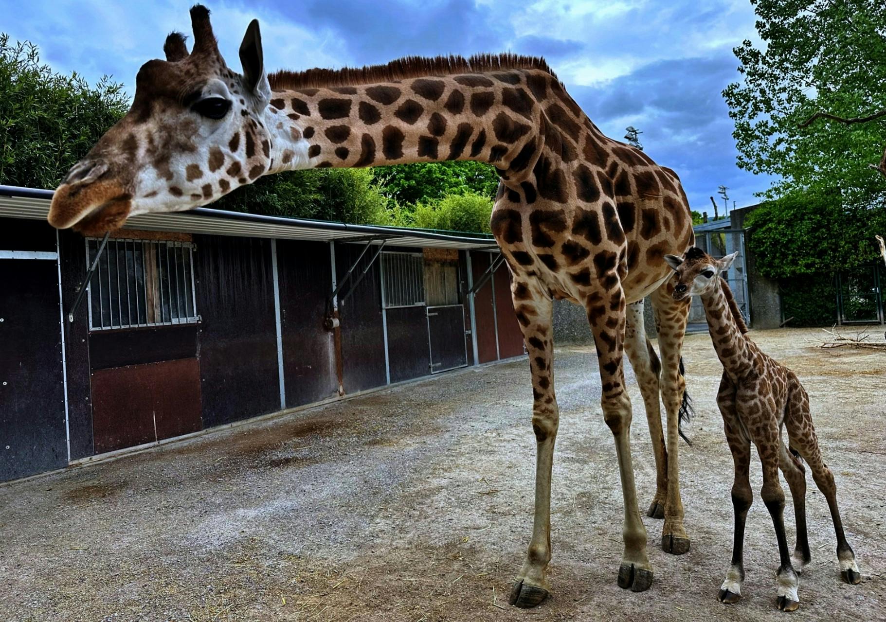Zoo by Night