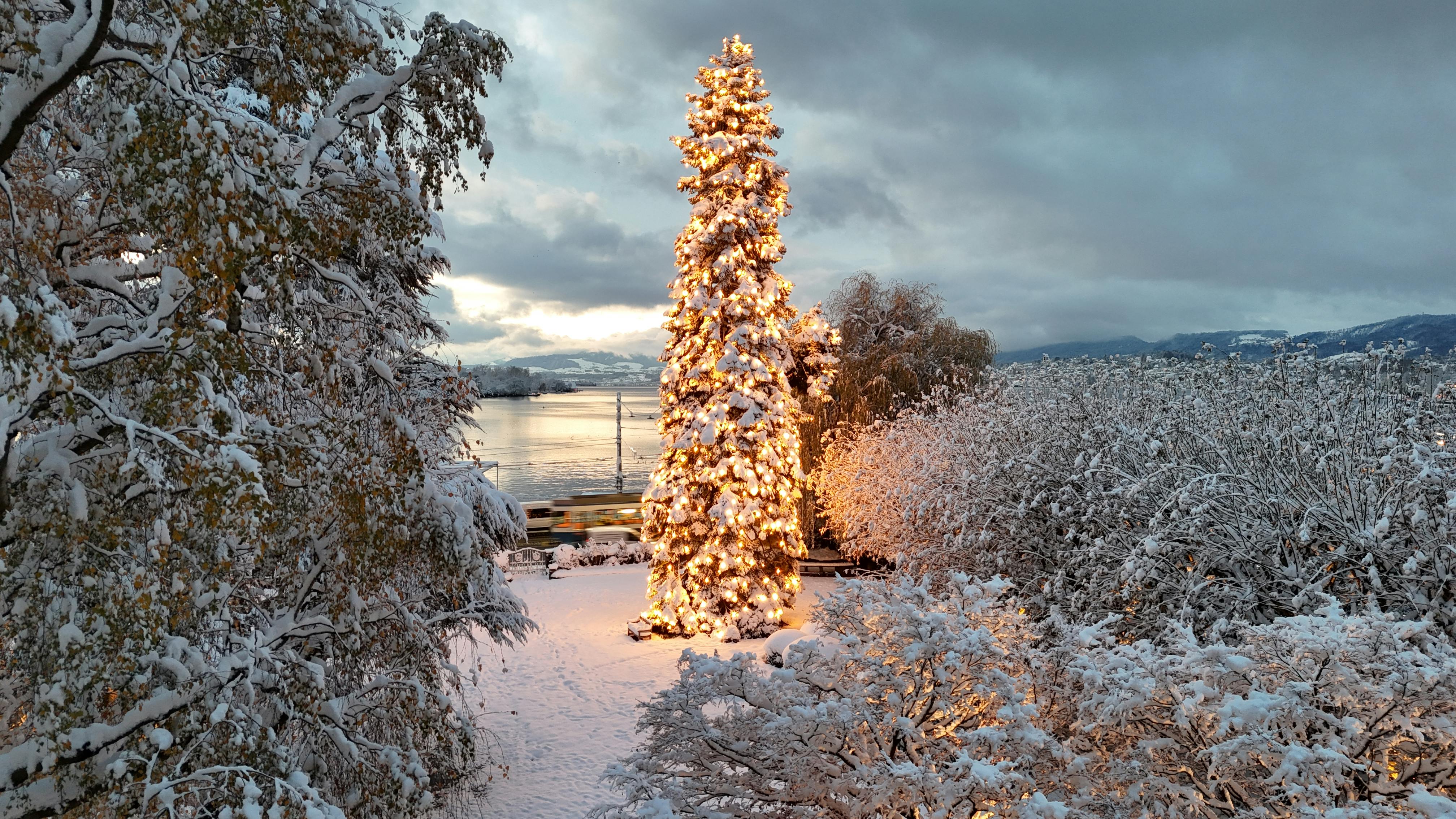 Christmas Tree Lighting