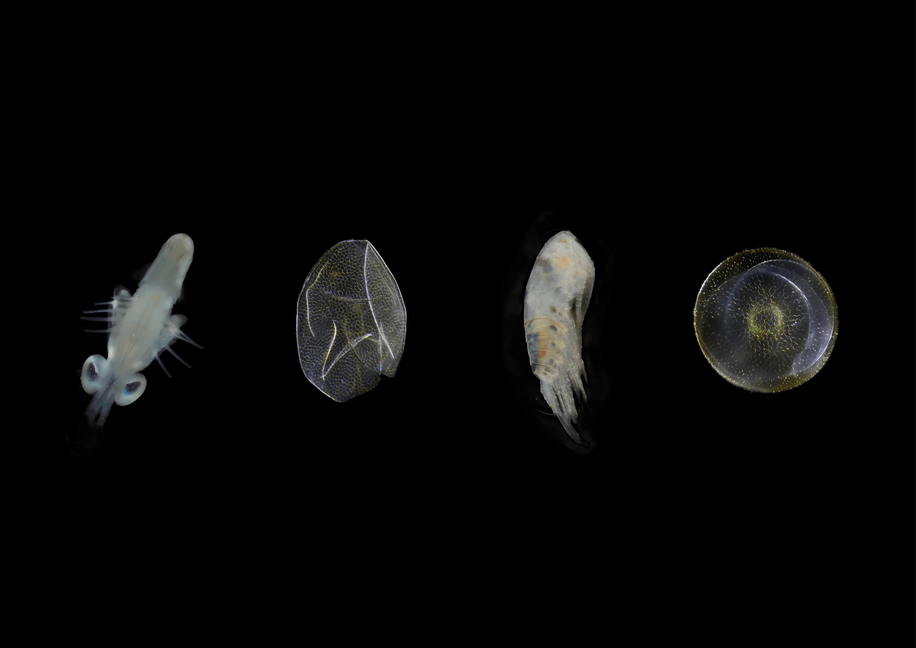 TechBrunch: Plankton