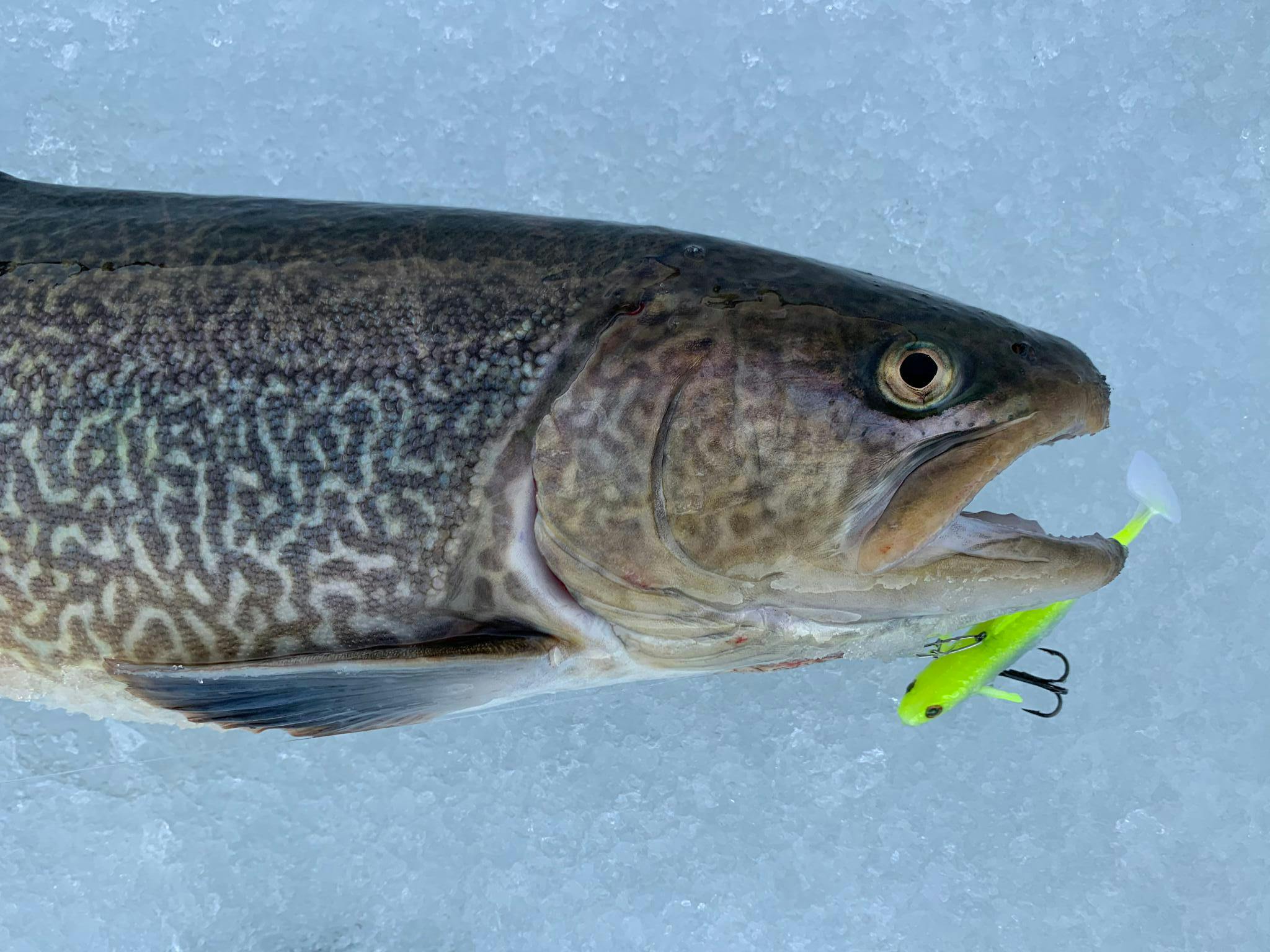 Eisfischen Einzeltag