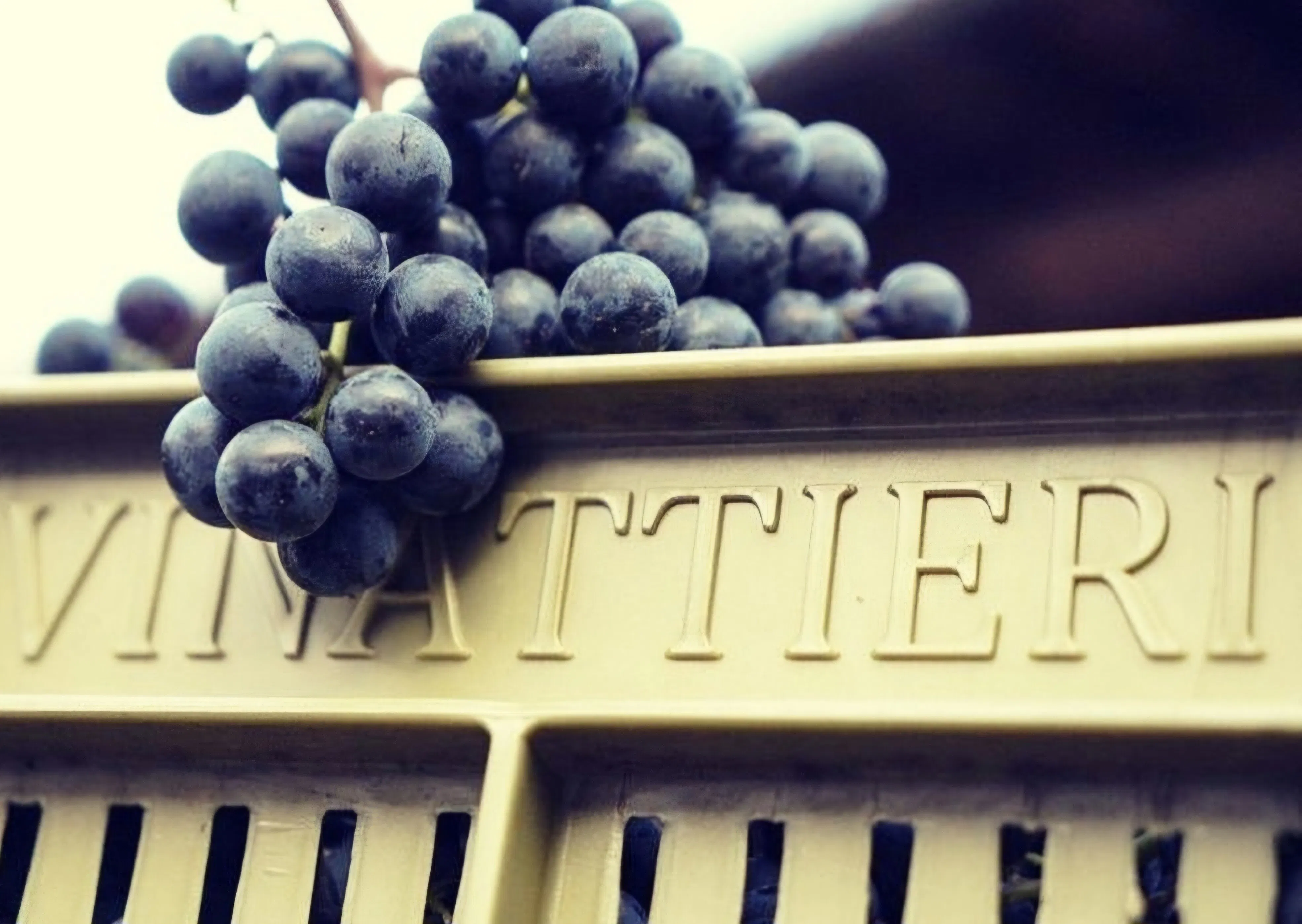 Wine & Dine - Vinattieri