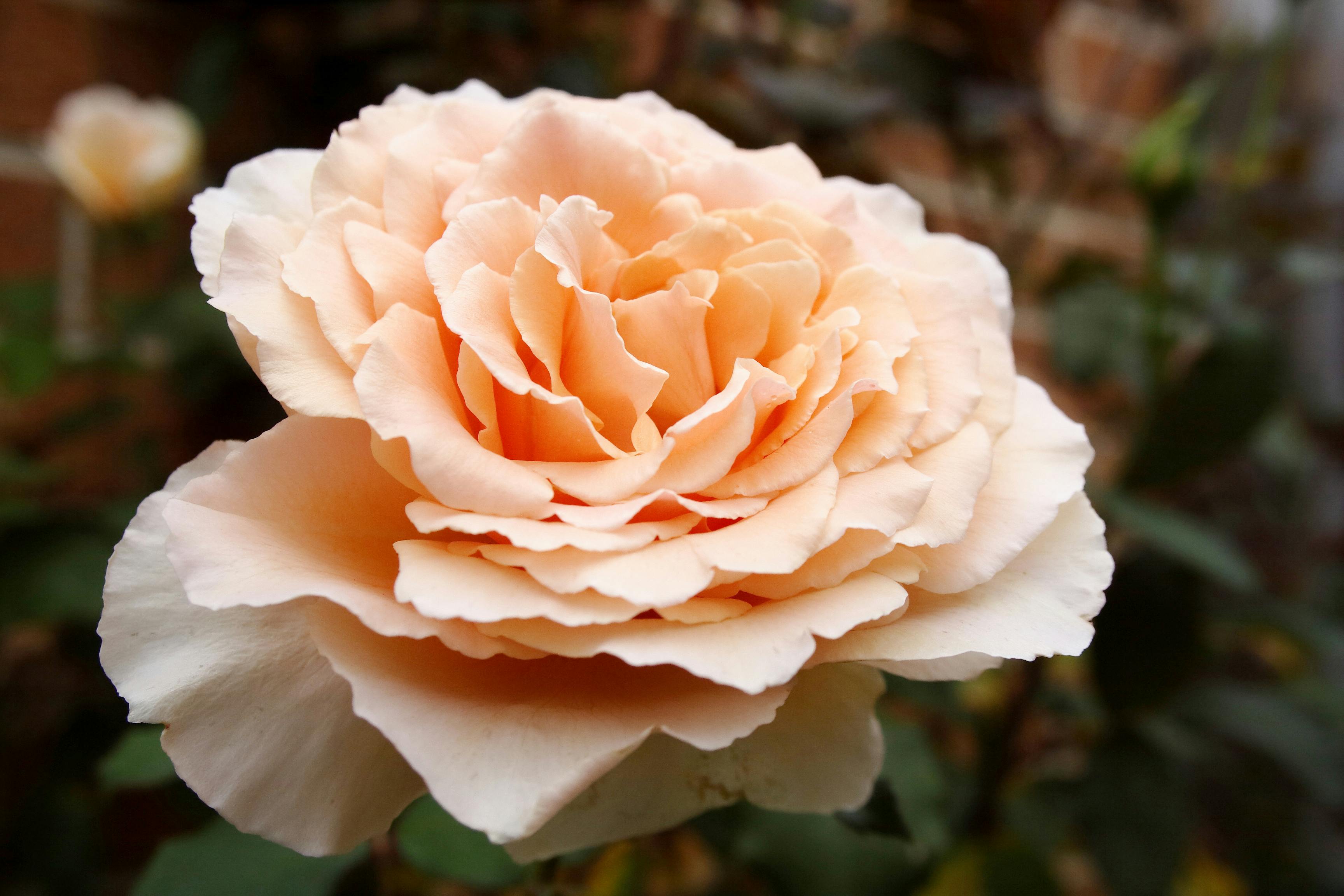 Das Fürstliche Gartenfest - Kloster Eberbach 2026