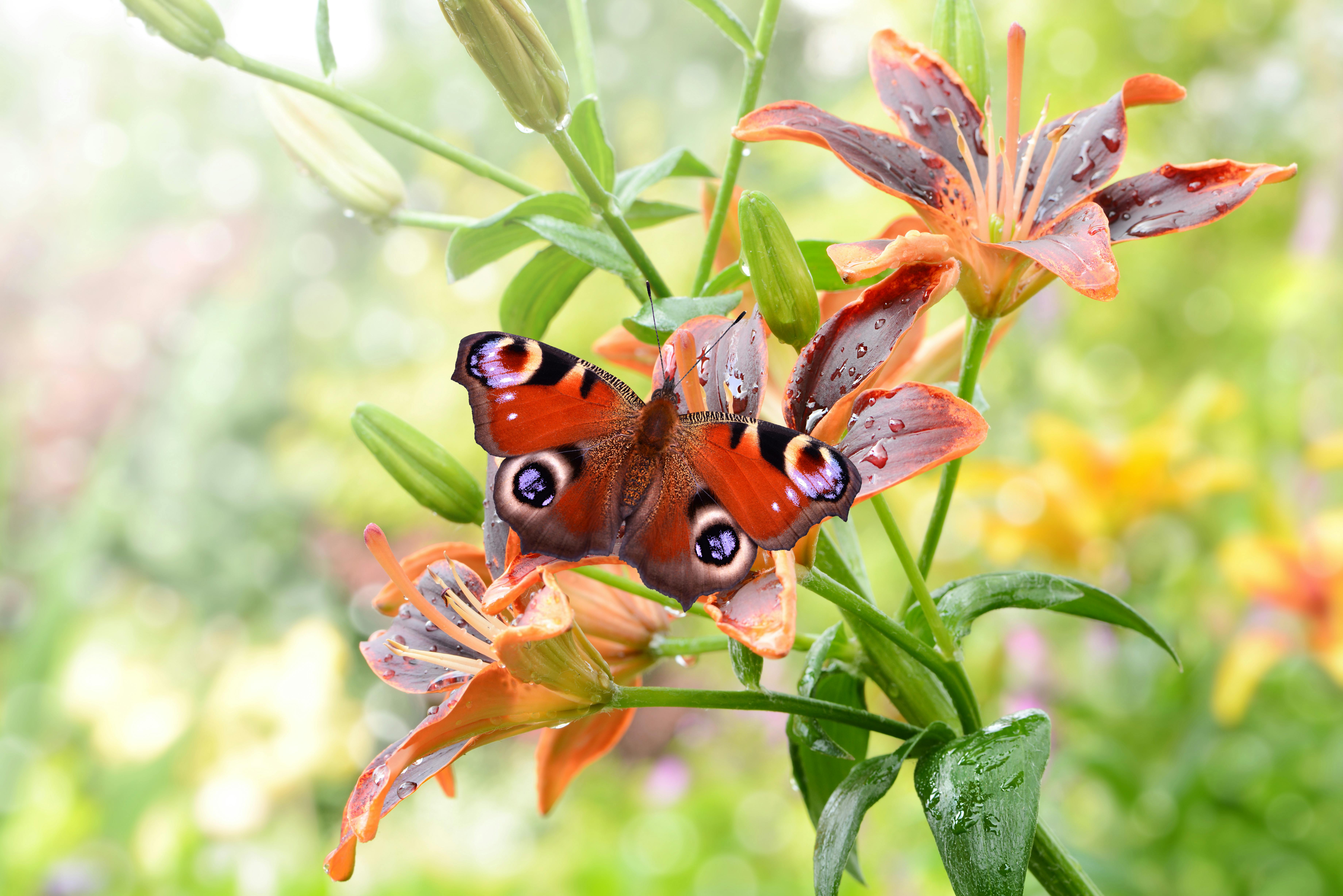 Das Fürstliche Gartenfest - Schloss Fasanerie 2026