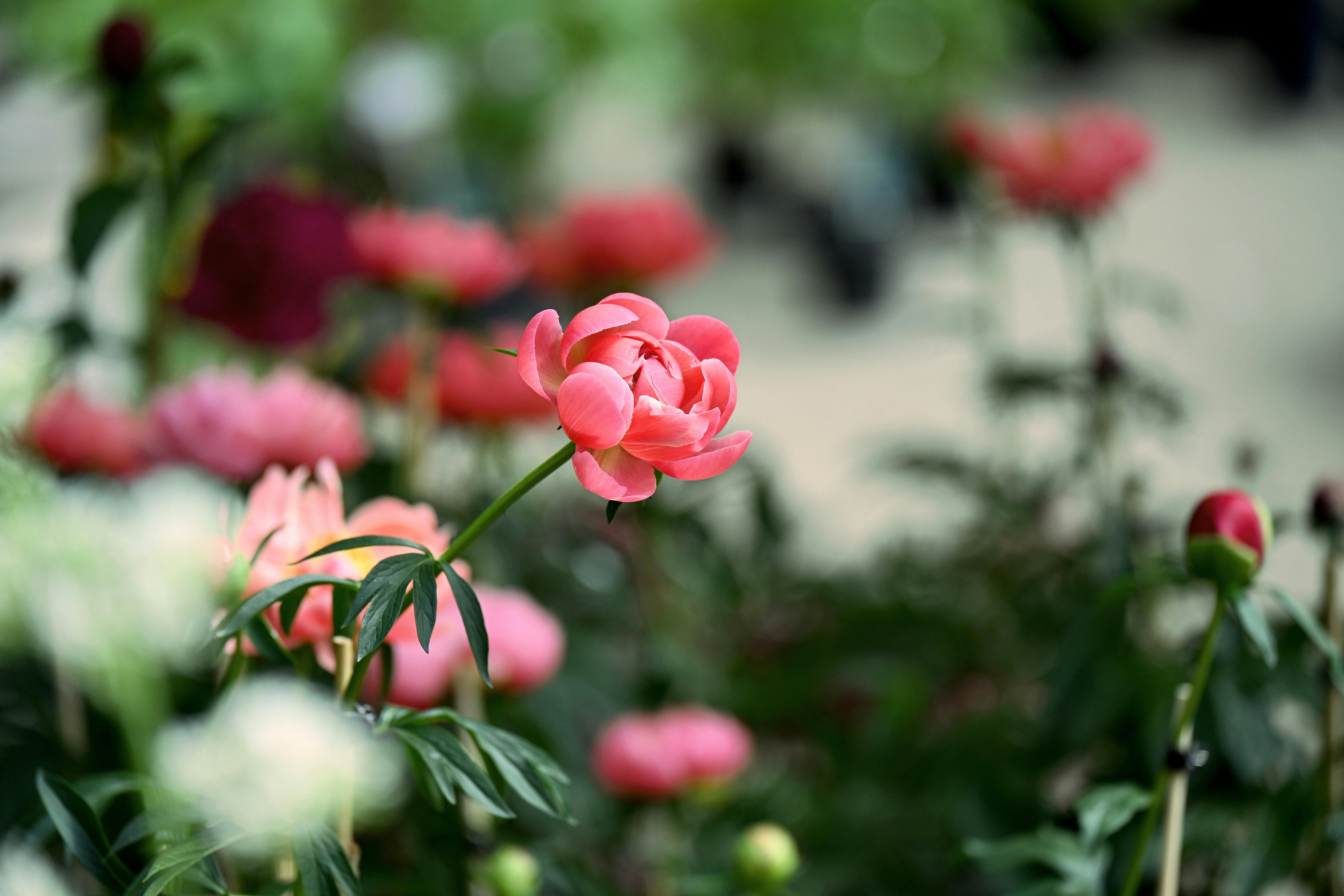Das Fürstliche Gartenfest - Hofgut Kranichstein 2026
