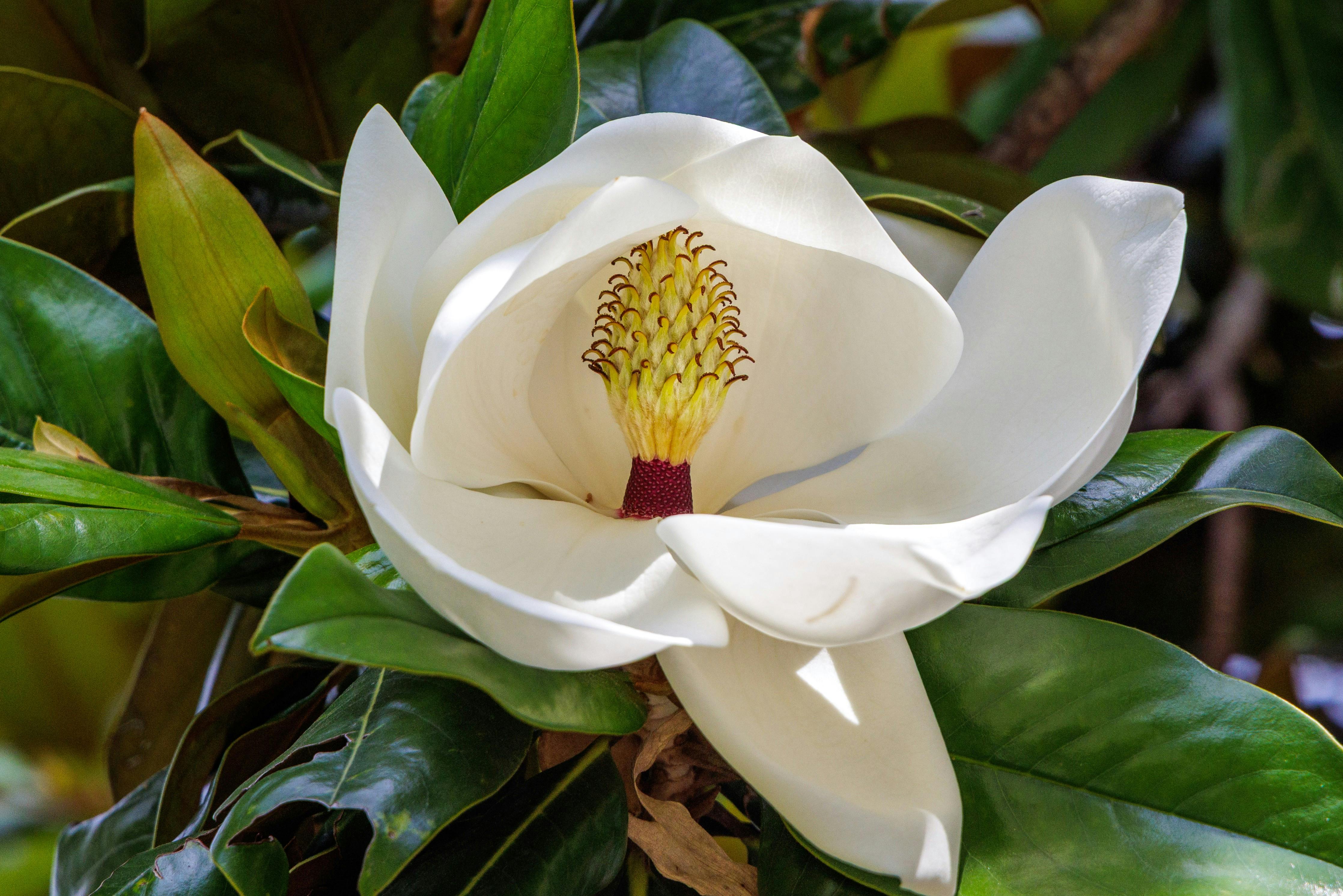 Das Fürstliche Gartenfest - Schloss Wolfsgarten 2026