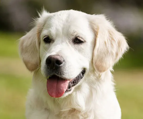 Berg- und Talfahrt Hund 