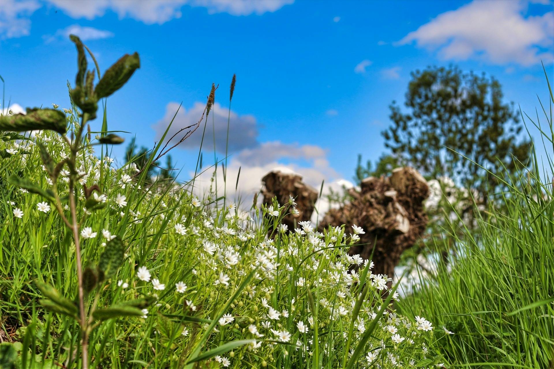 Donnerstag | Bachblüten