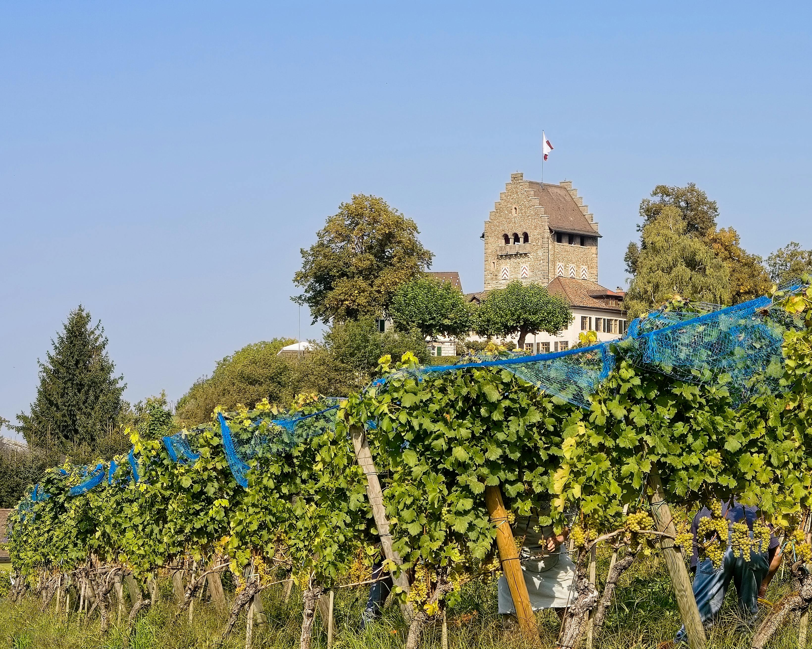 Fisch, Wein, Krone | Krone Uster
