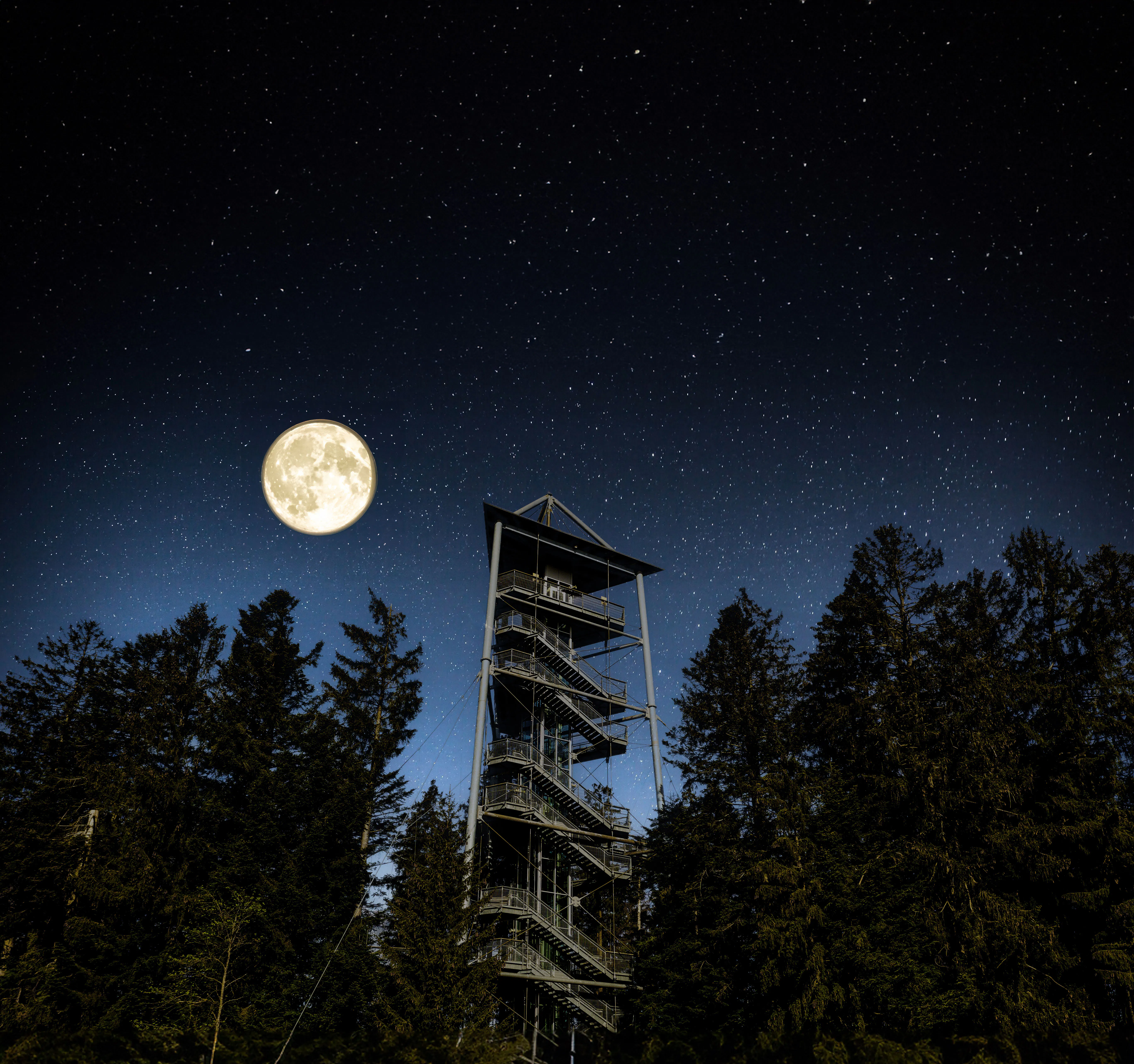 Nachts zwischen Wurzeln und Wipfeln - 2026