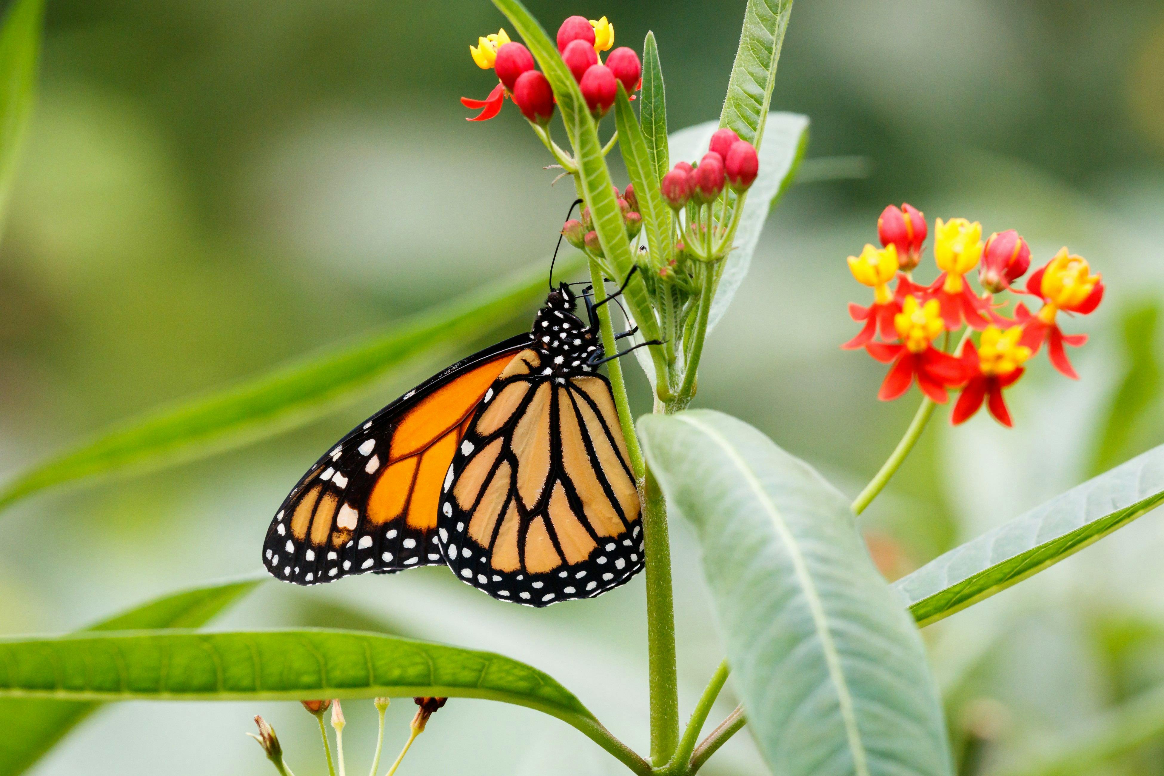 Ausflug Murten und Papiliorama