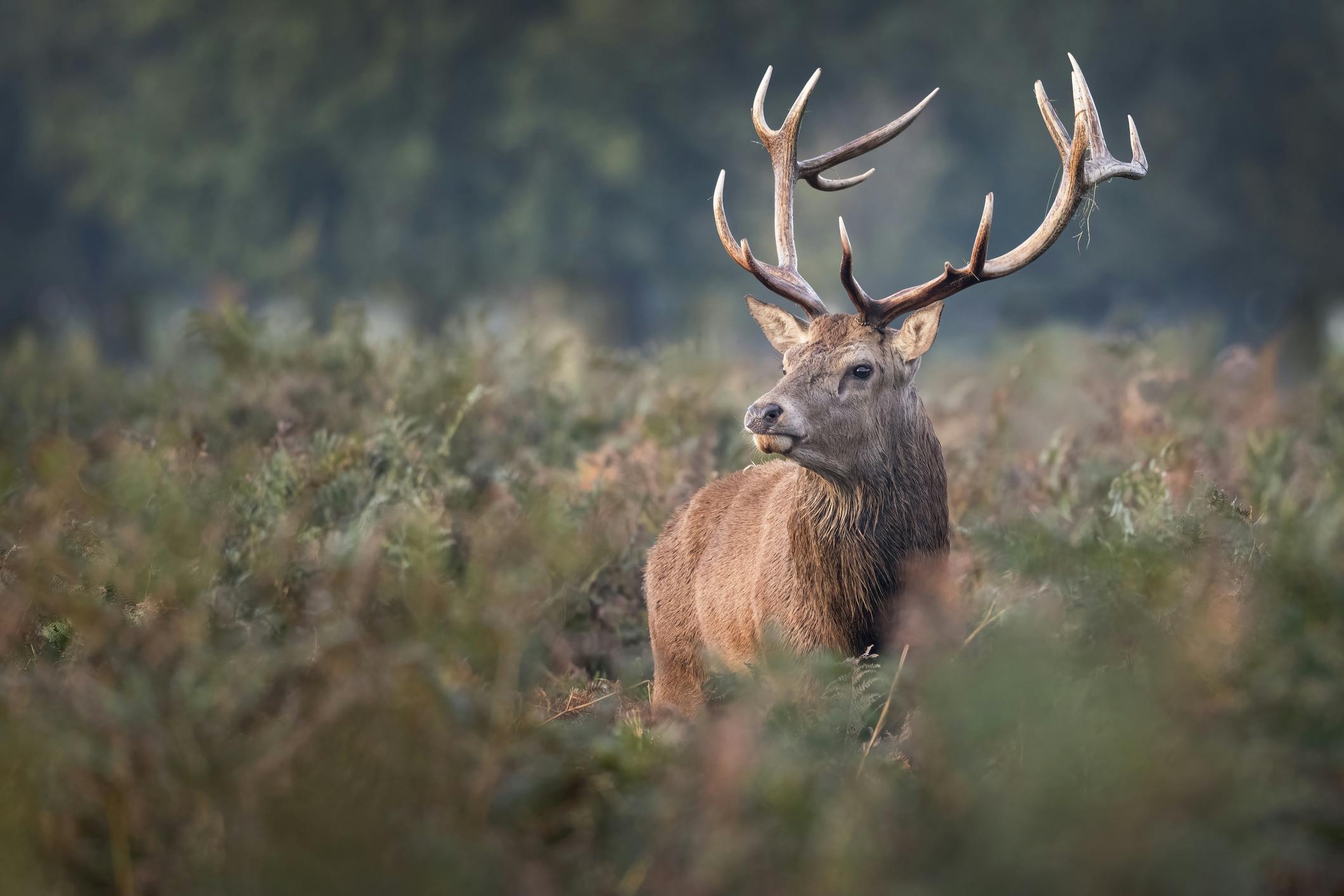 WILDTIERBEOBACHTUNG