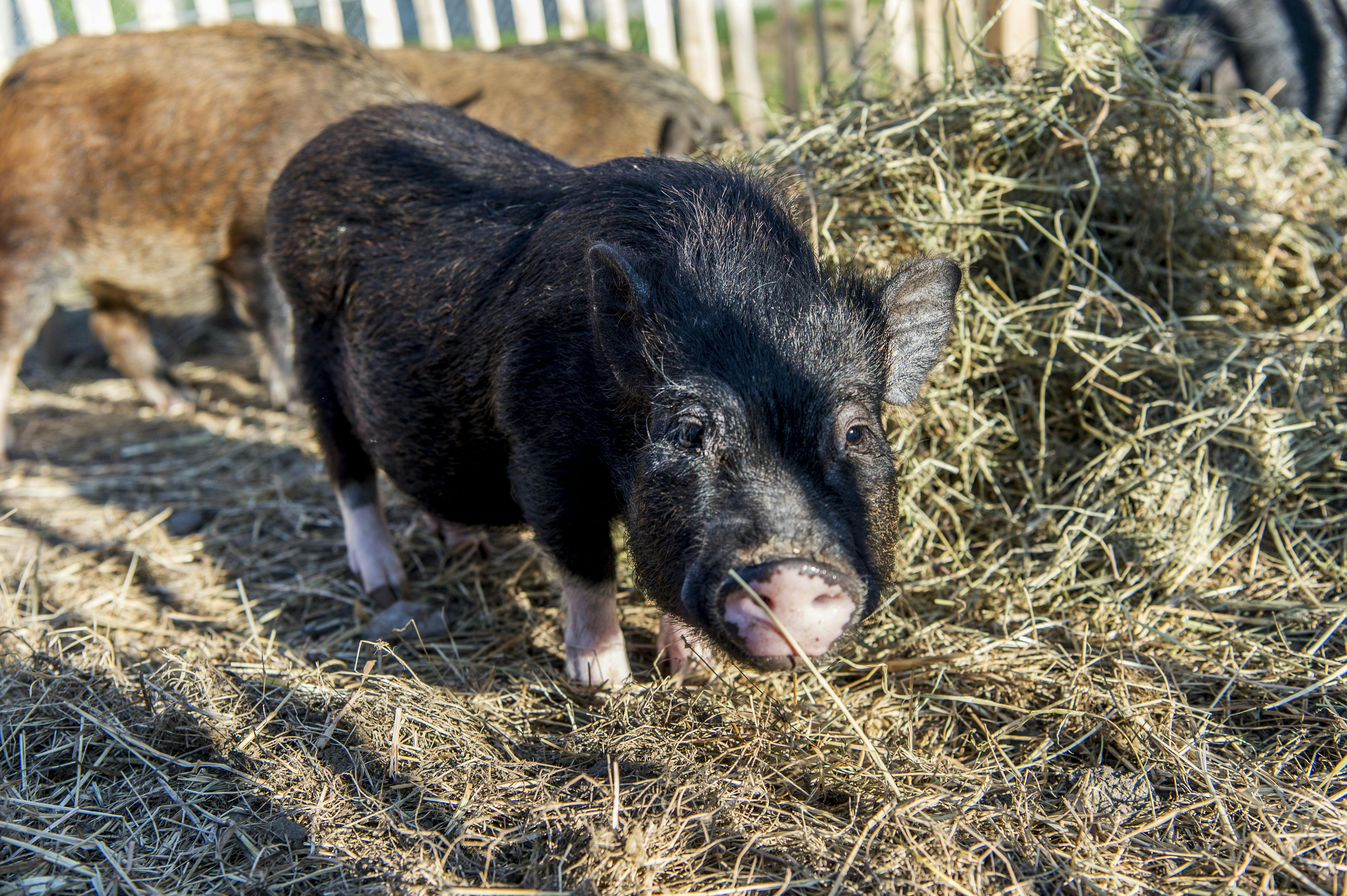 "Grunz" Öffentlicher Stalldienst