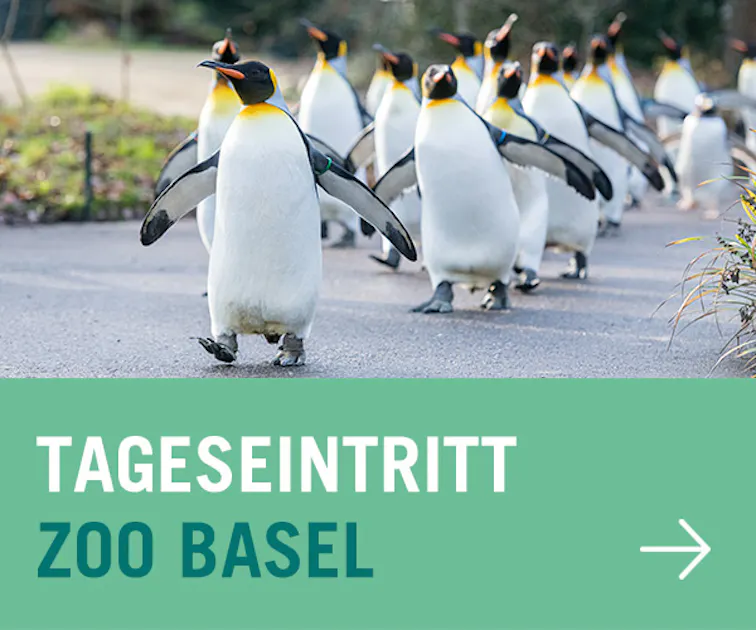Tageseintritt in den Zoo Basel - Zoo Basel