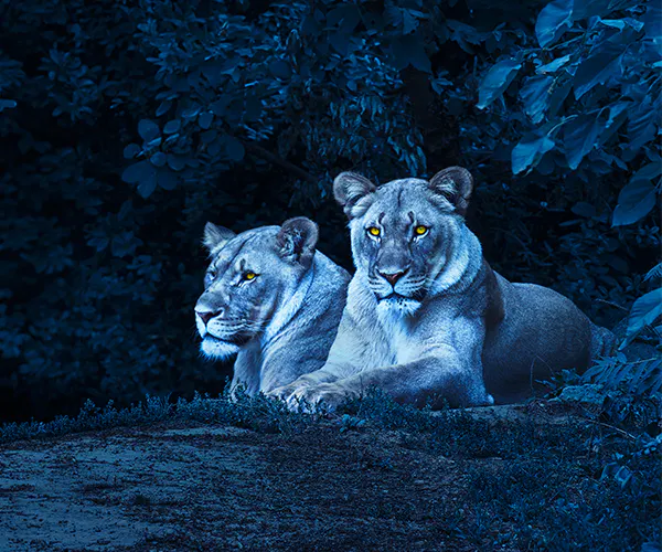 ZOO-NACHT vom 27. Juni 2026 - «singen, stinken, stampfen»