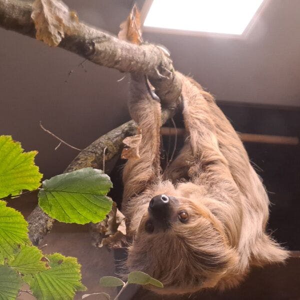 Tierpatenschaft 150,00 €