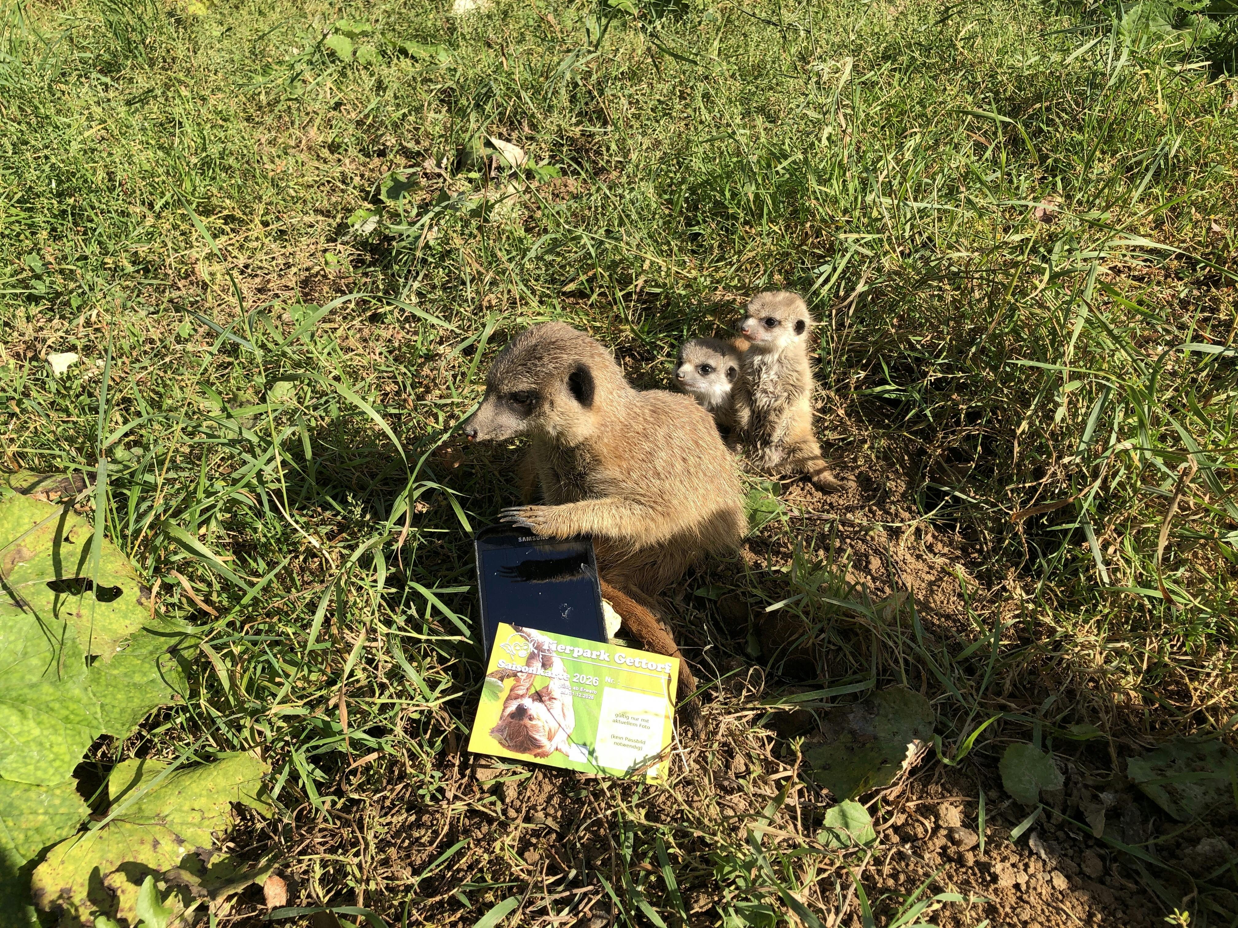 Digitale Saisonkarte 2026