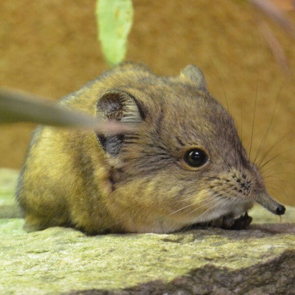 Tierpatenschaft 30,00 €