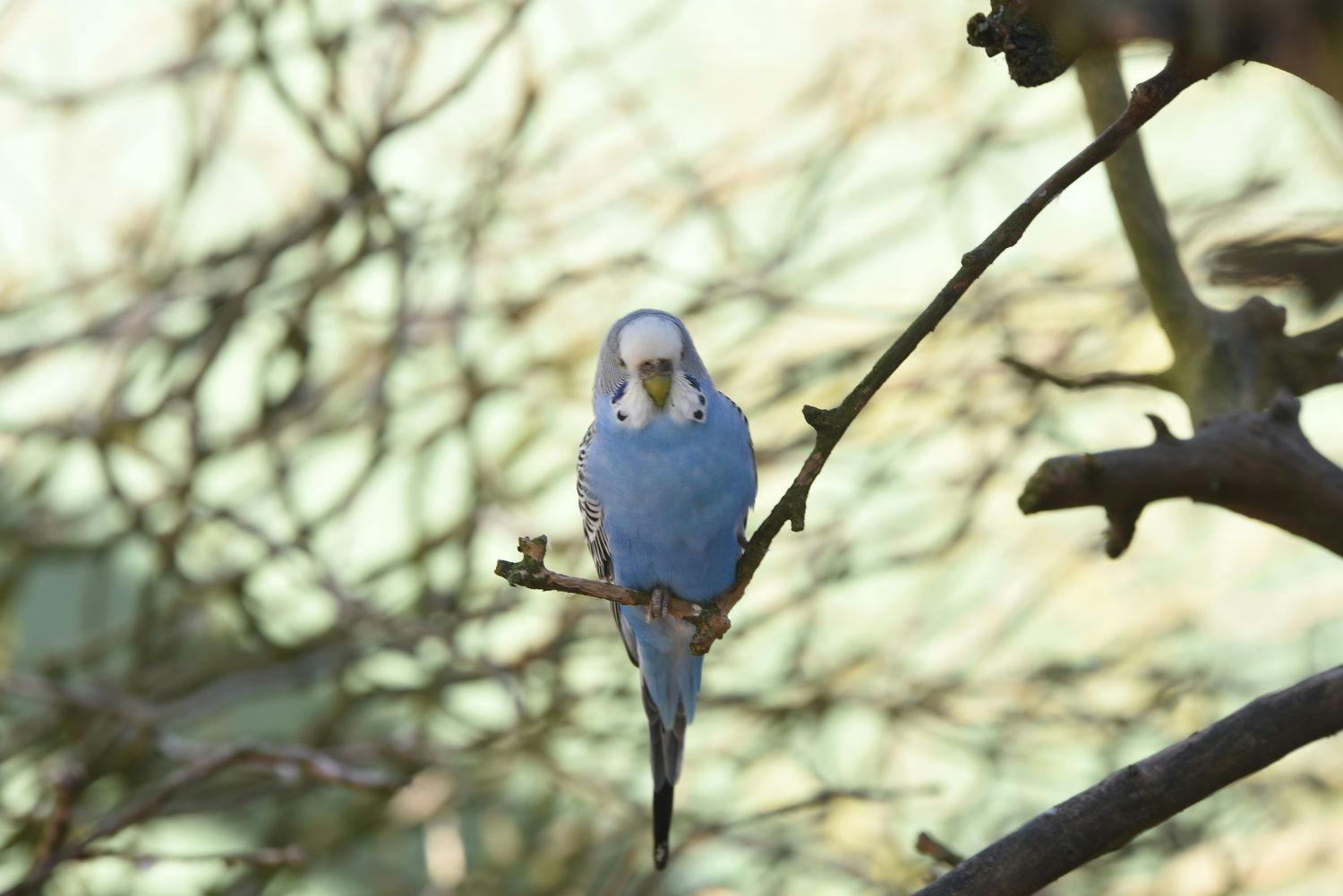 Tierpatenschaft 20,00 €