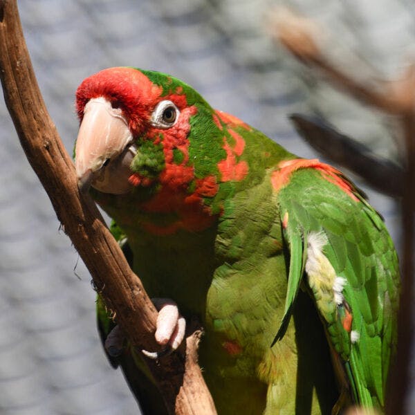 Tierpatenschaft 25,00 €