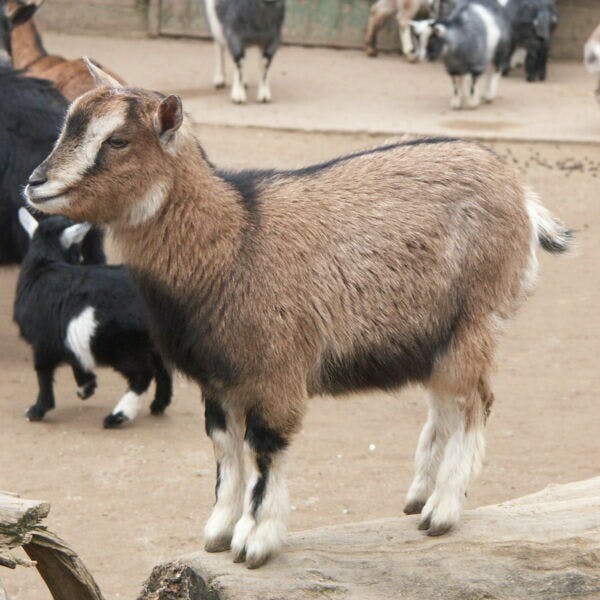 Tierpatenschaft 40,00 €