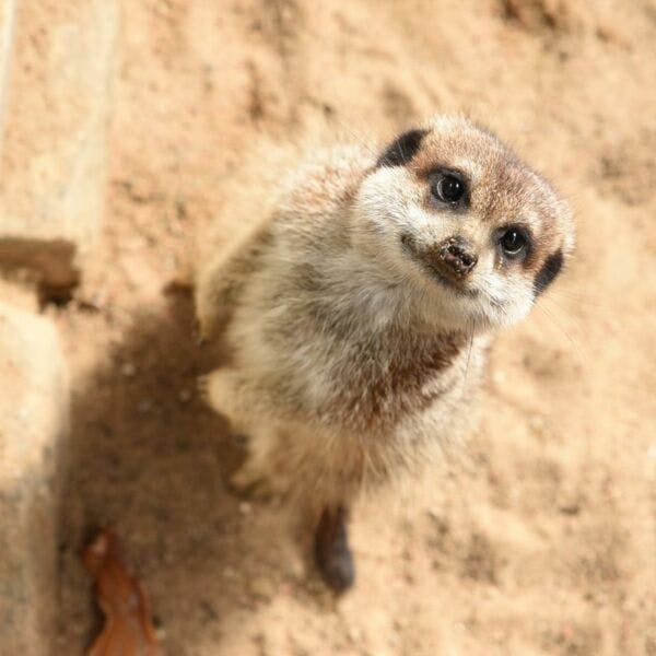 Tierpatenschaft 85,00 €