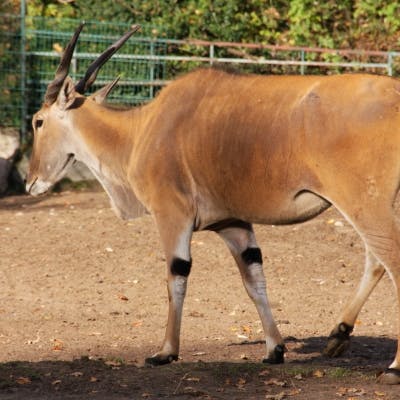 Tierpatenschaft 125,00 €