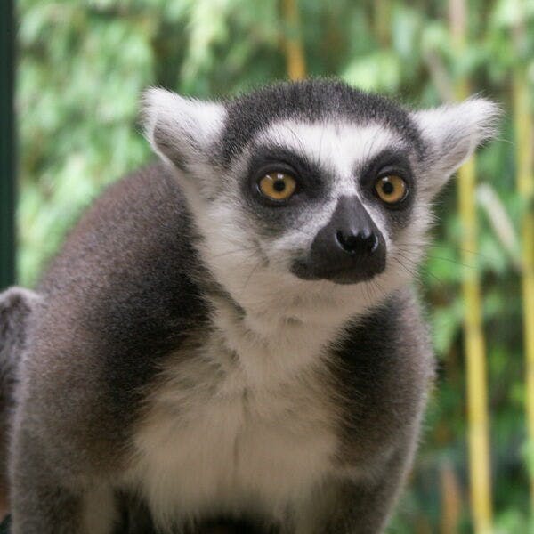 Tierpatenschaft 120,00 €