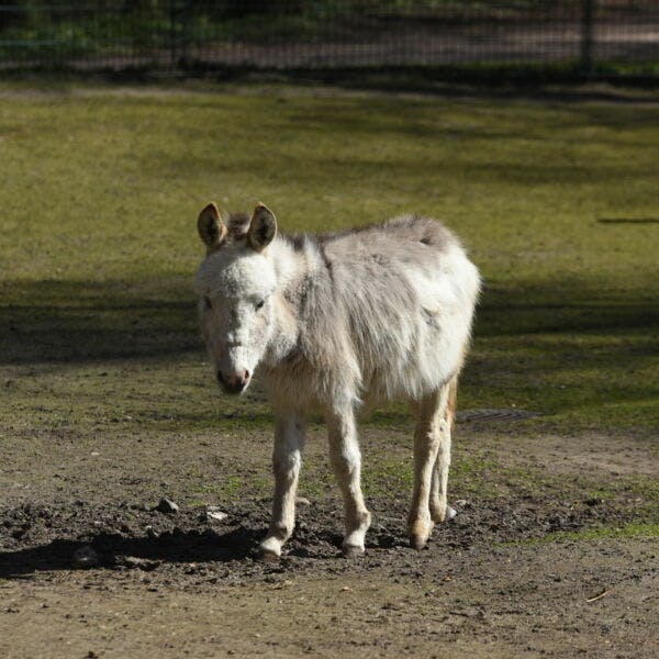 Tierpatenschaft 130,00 €