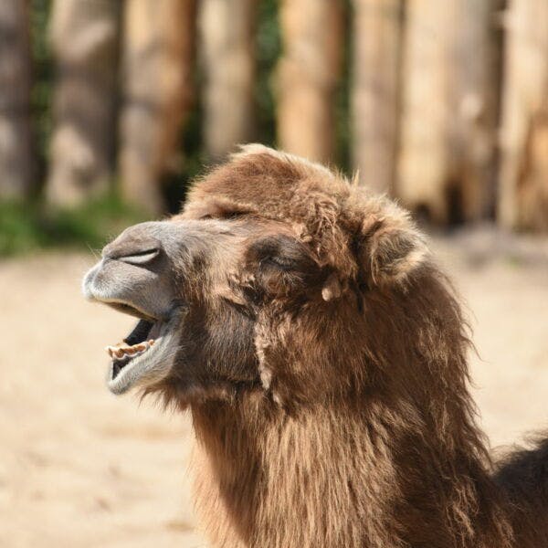 Tierpatenschaft 250,00 €