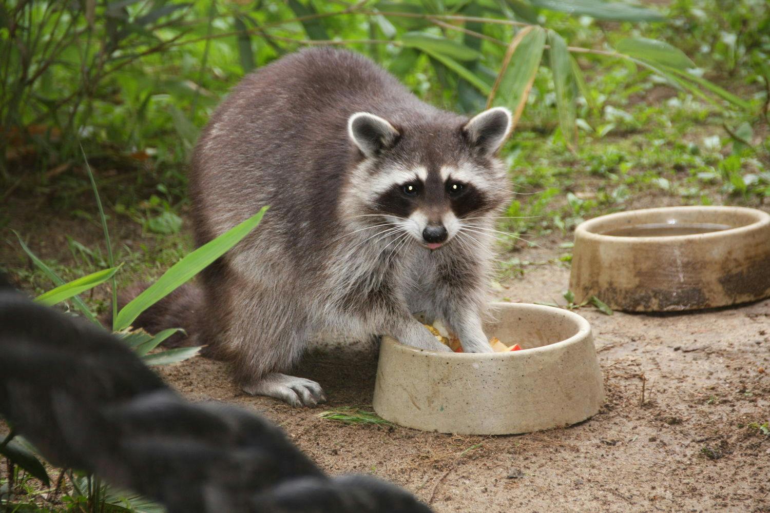 Tierpatenschaft 75,00 €