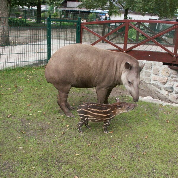 Tierpatenschaft 200,00 €