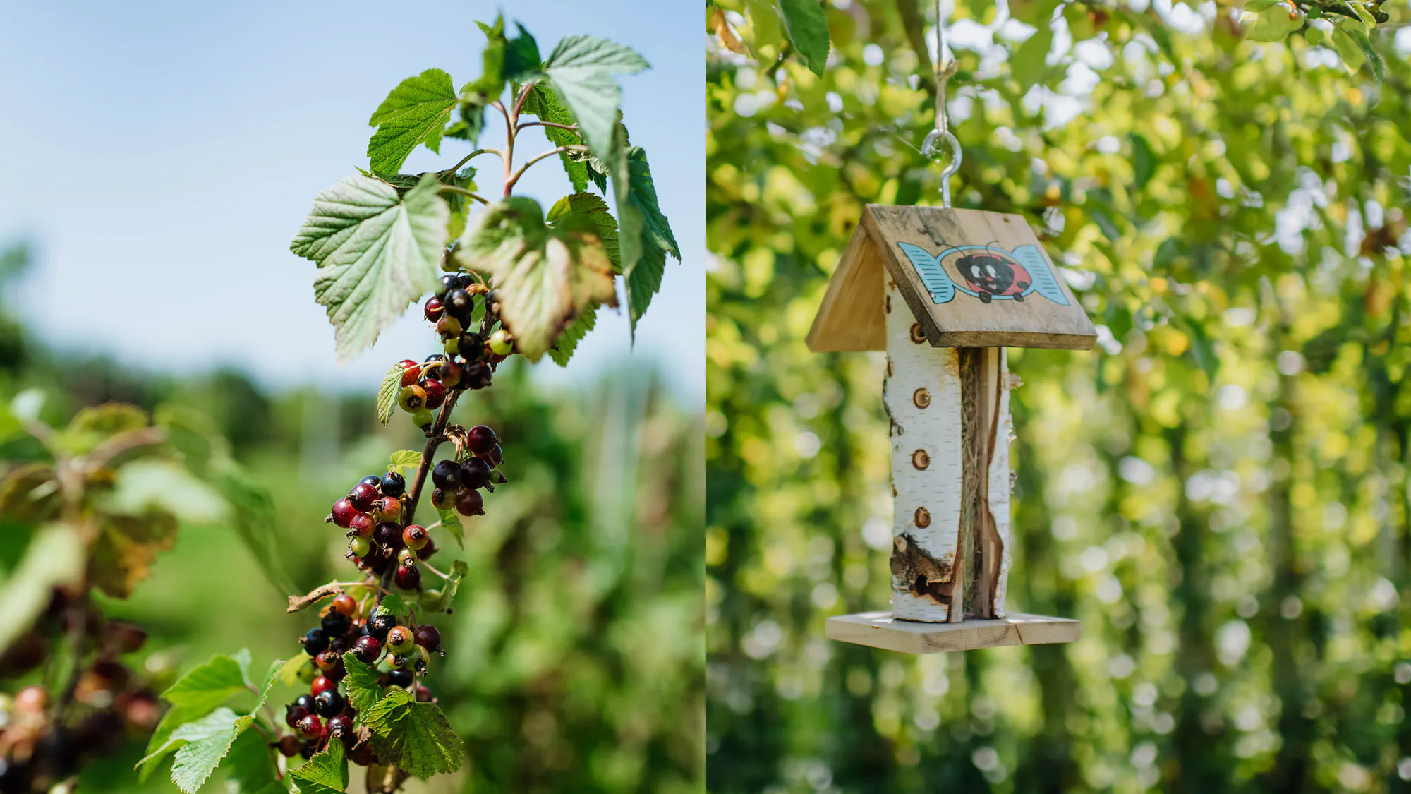 ÖpfelGarte & Wildkultur auf dem Juckerhof