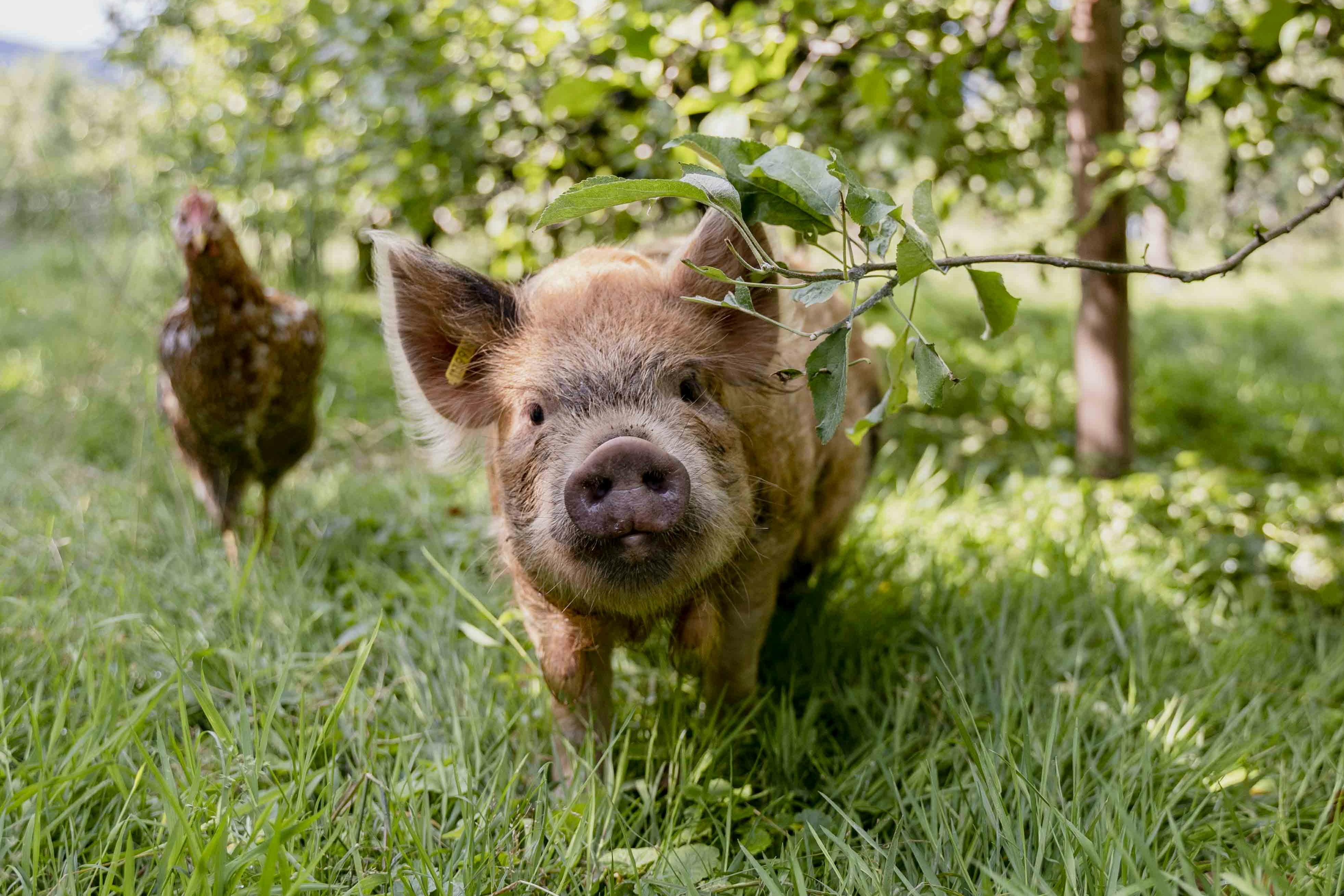 Wertgutschein <br>Jucker Farm