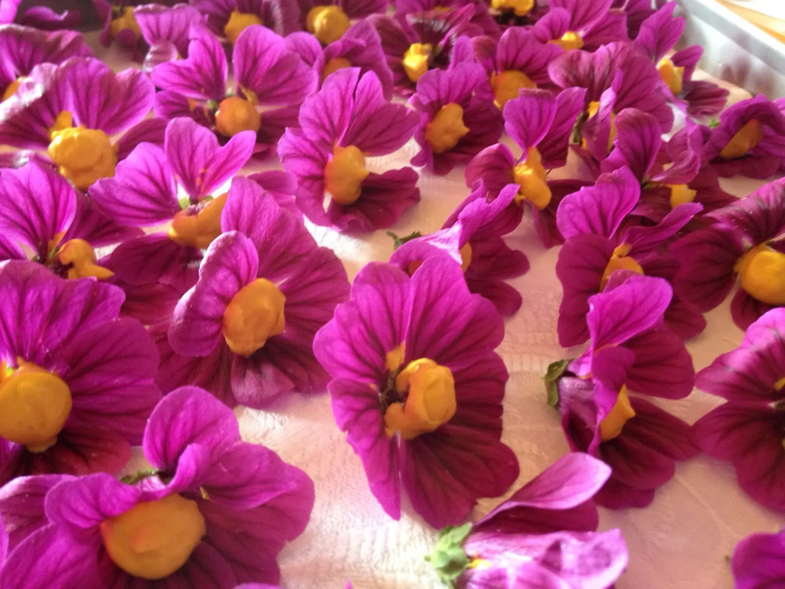 540 Passeggiata alla scoperta delle erbe spontanee, domenica IT