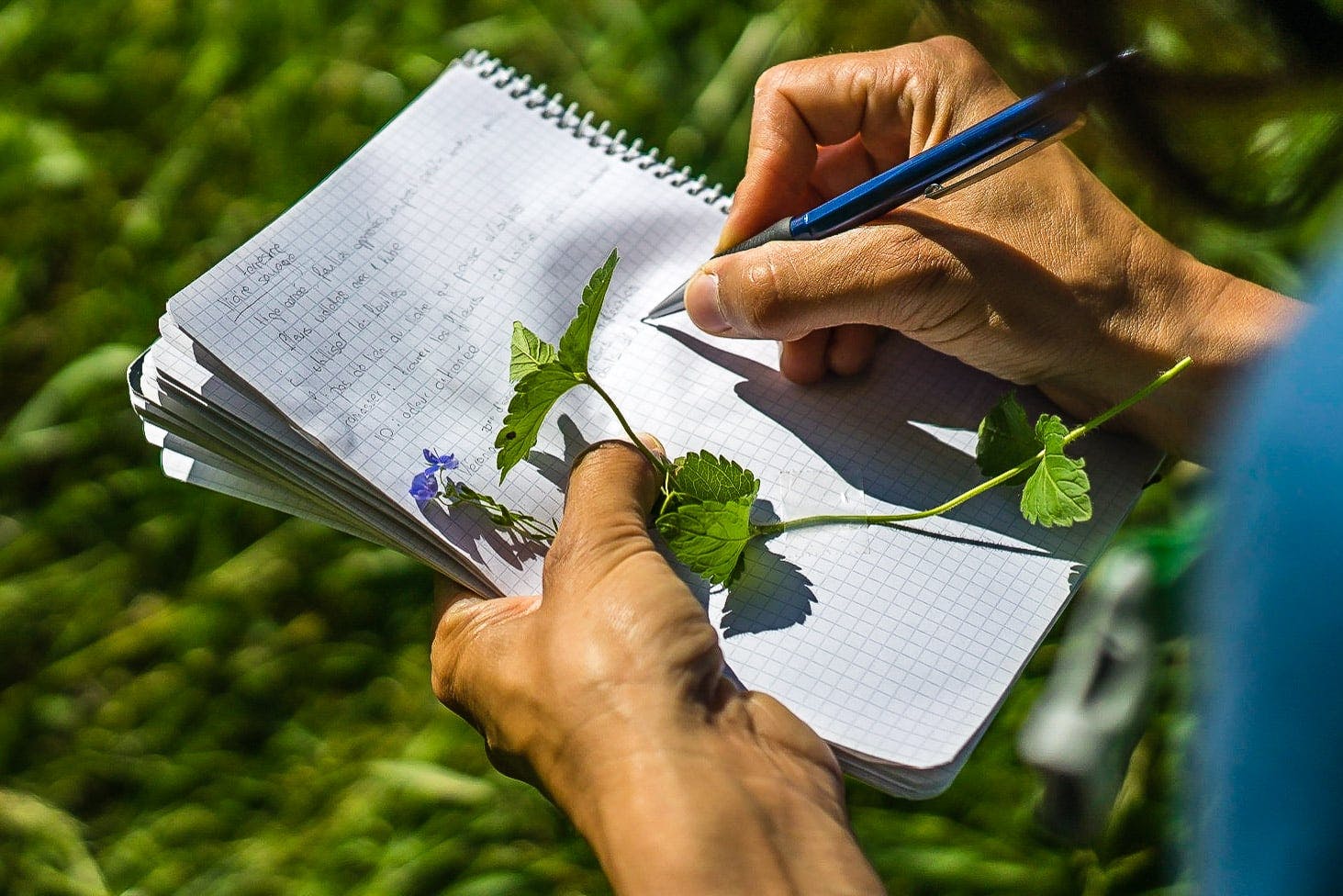 Voyage à la découverte des plantes sauvages comestibles