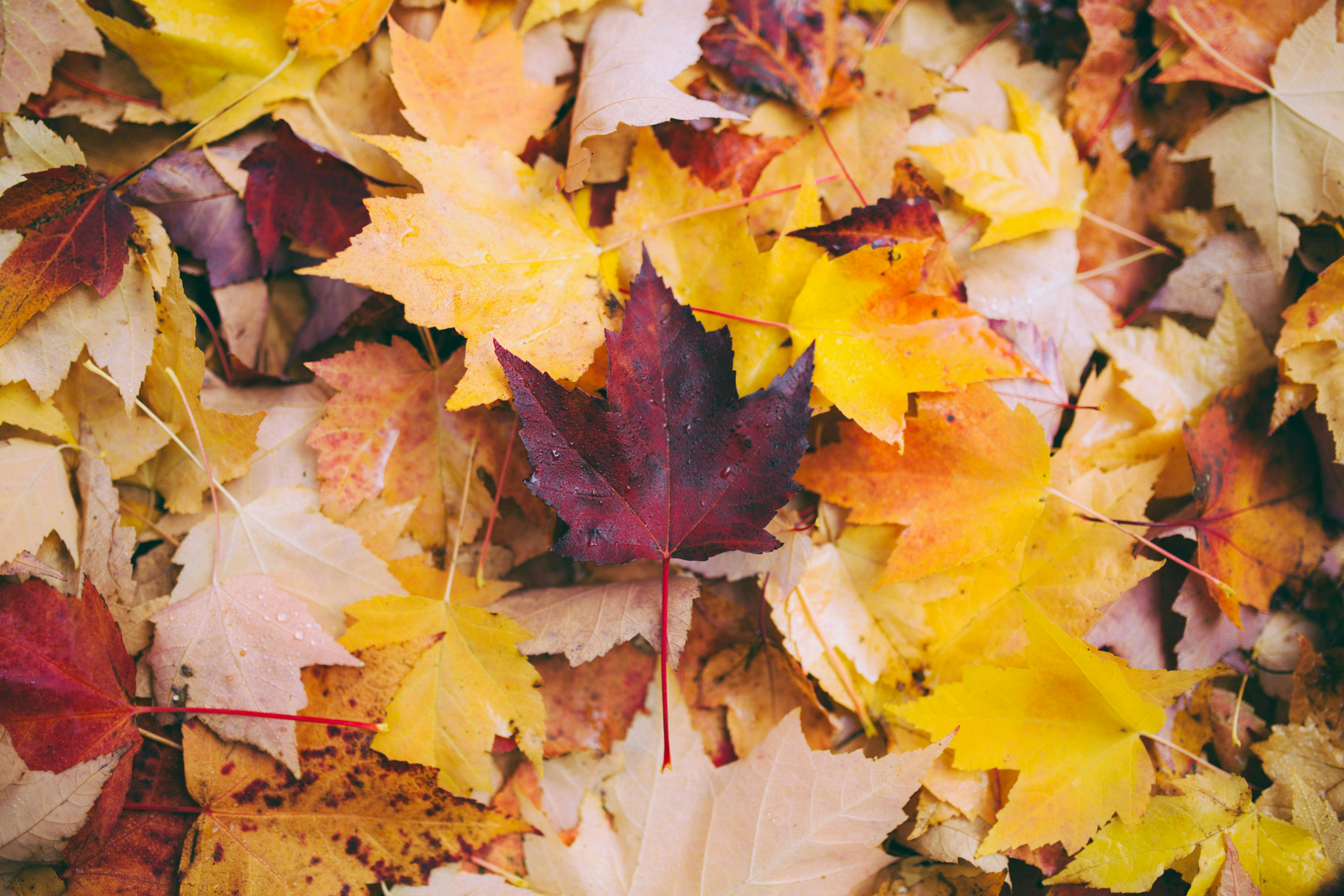 Herbstgenüsse