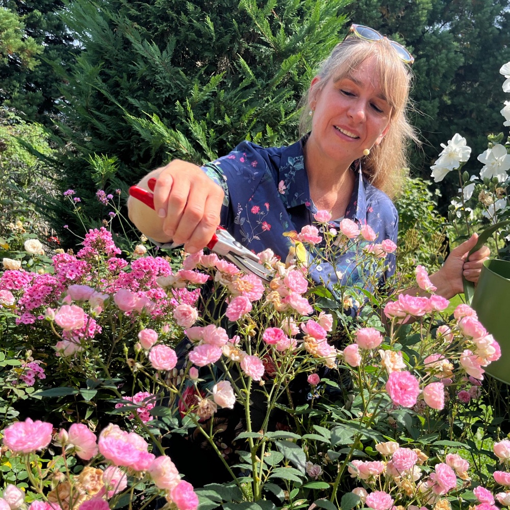 Rosen-Ausflüge durch die Ettenbühler Gärten im Juli